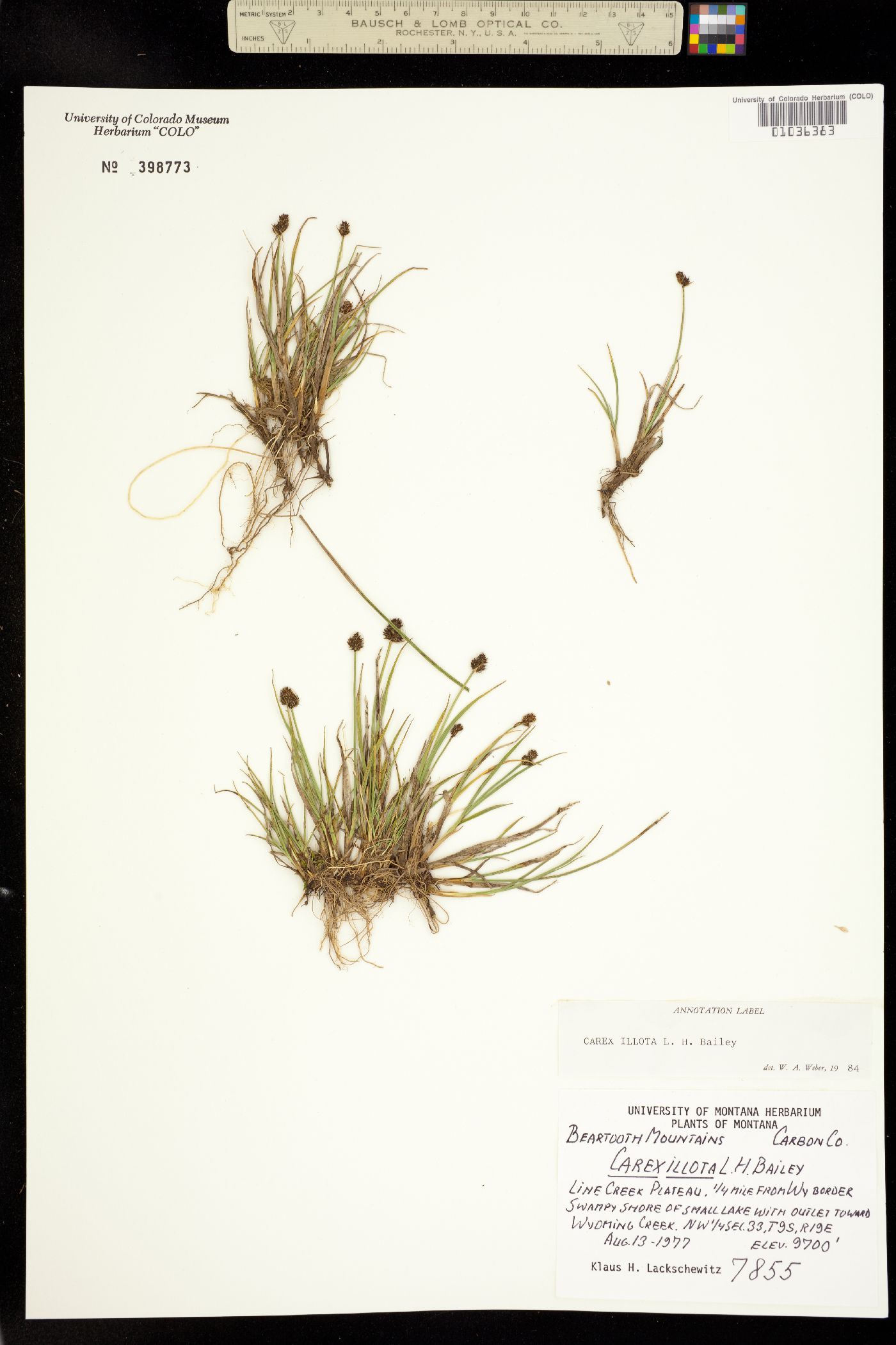 Carex illota image