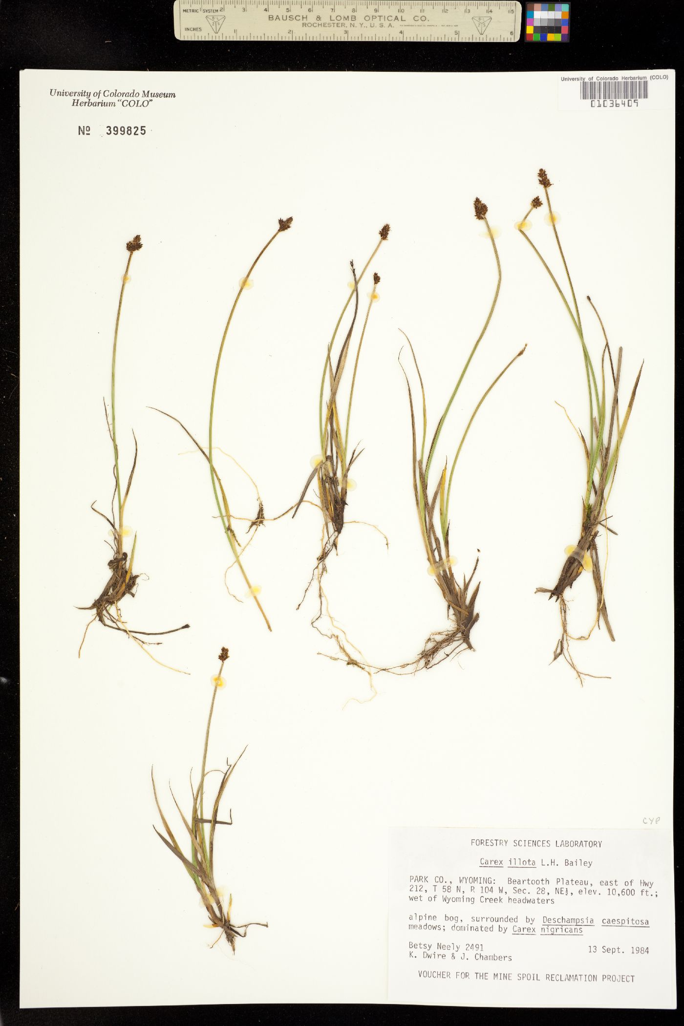 Carex illota image