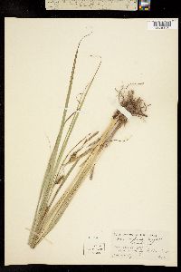 Carex impressa image