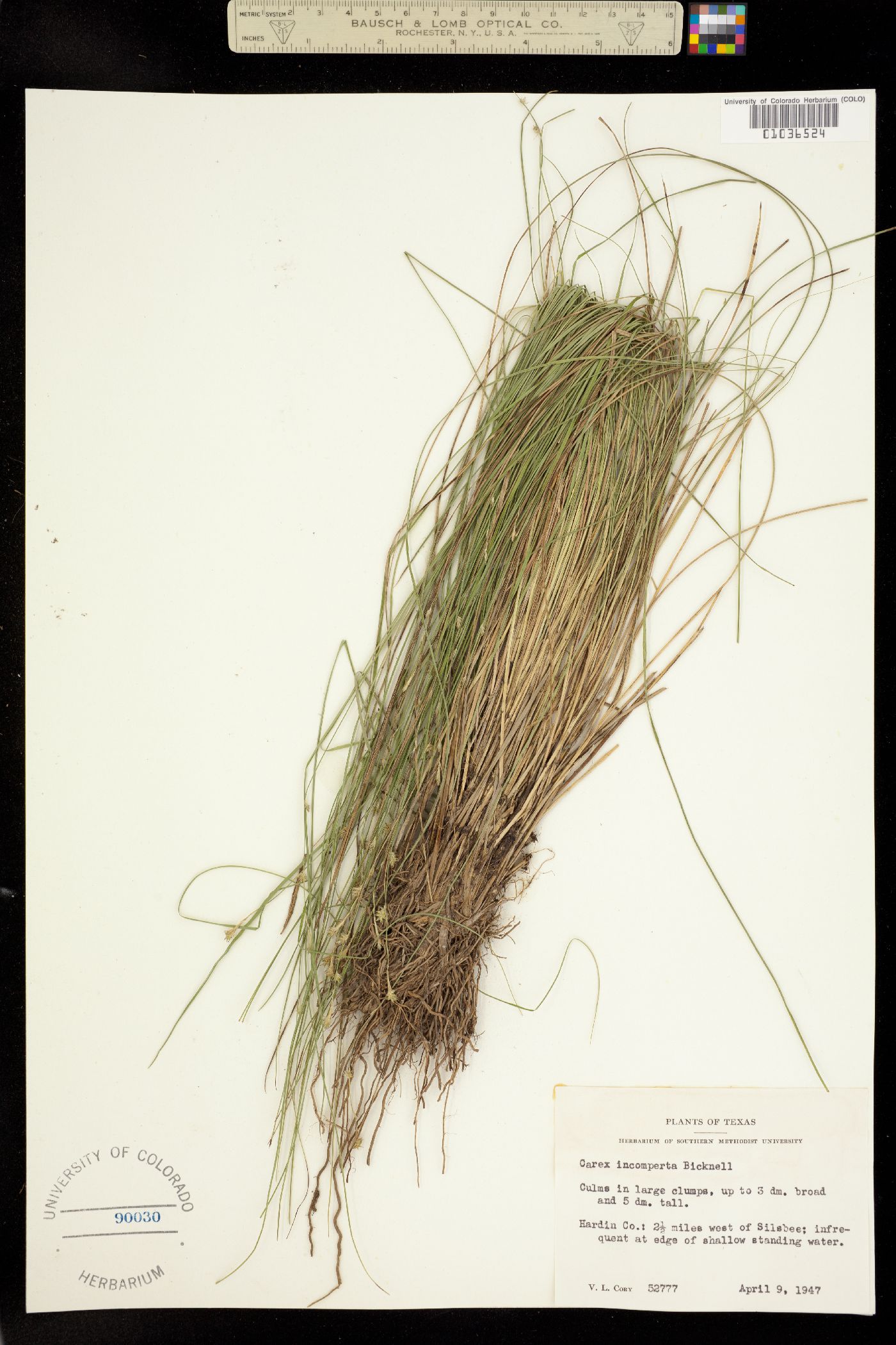 Carex atlantica image