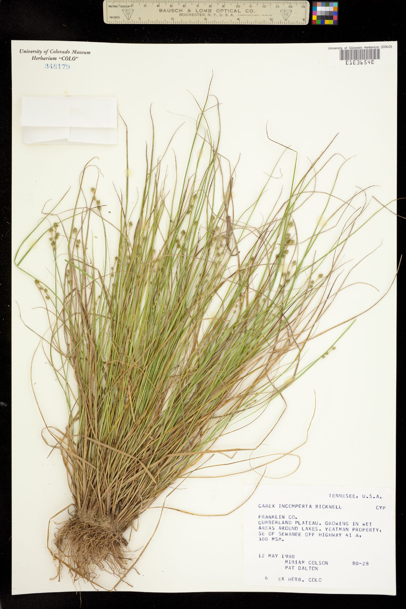 Carex atlantica ssp. atlantica image