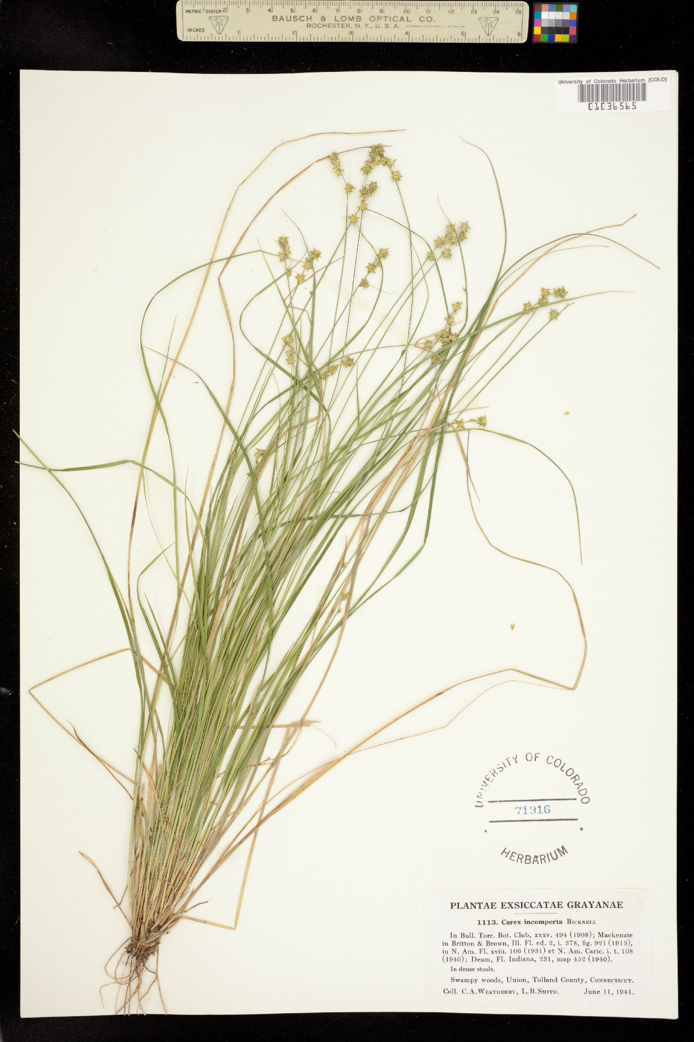 Carex atlantica ssp. atlantica image