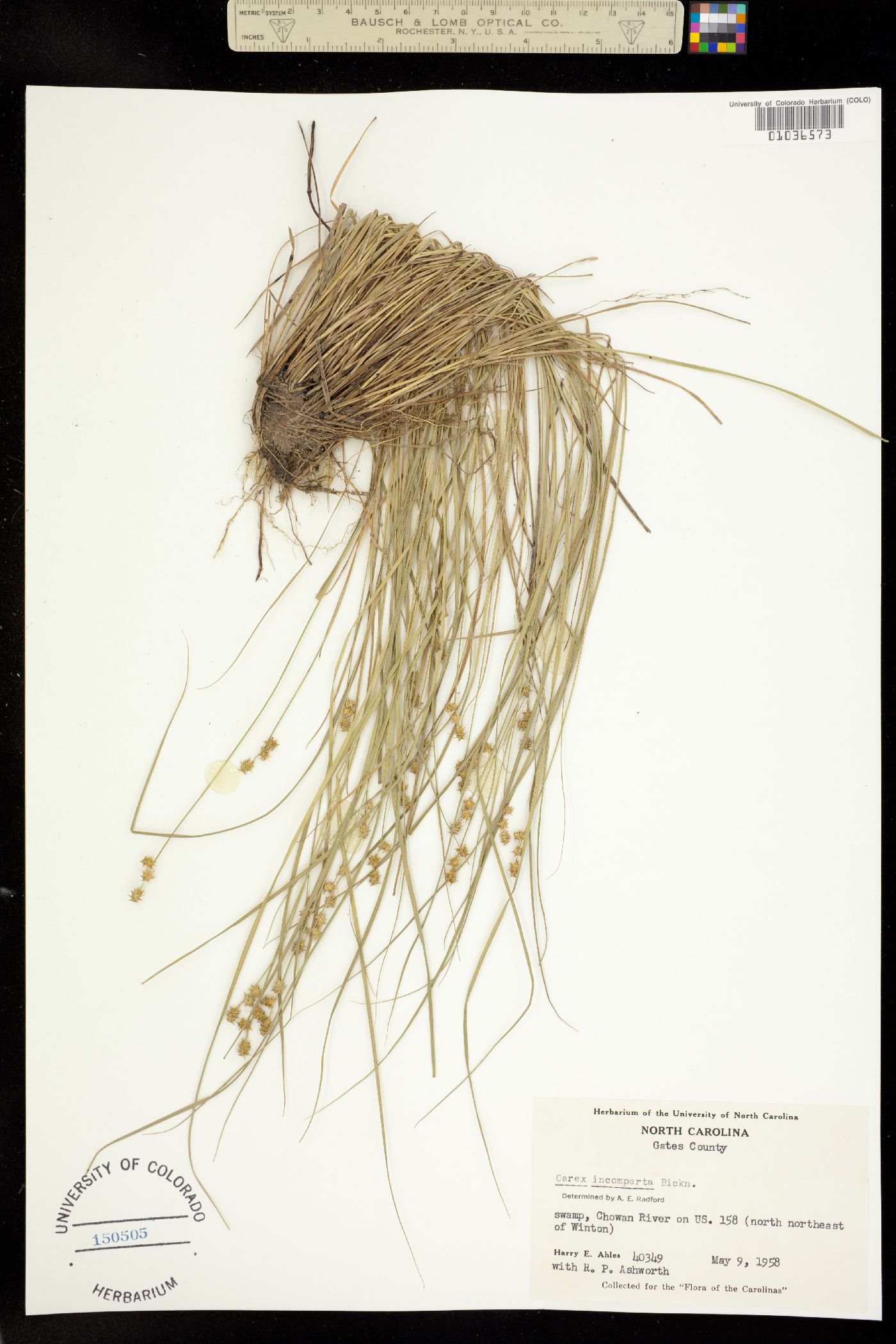 Carex atlantica ssp. atlantica image