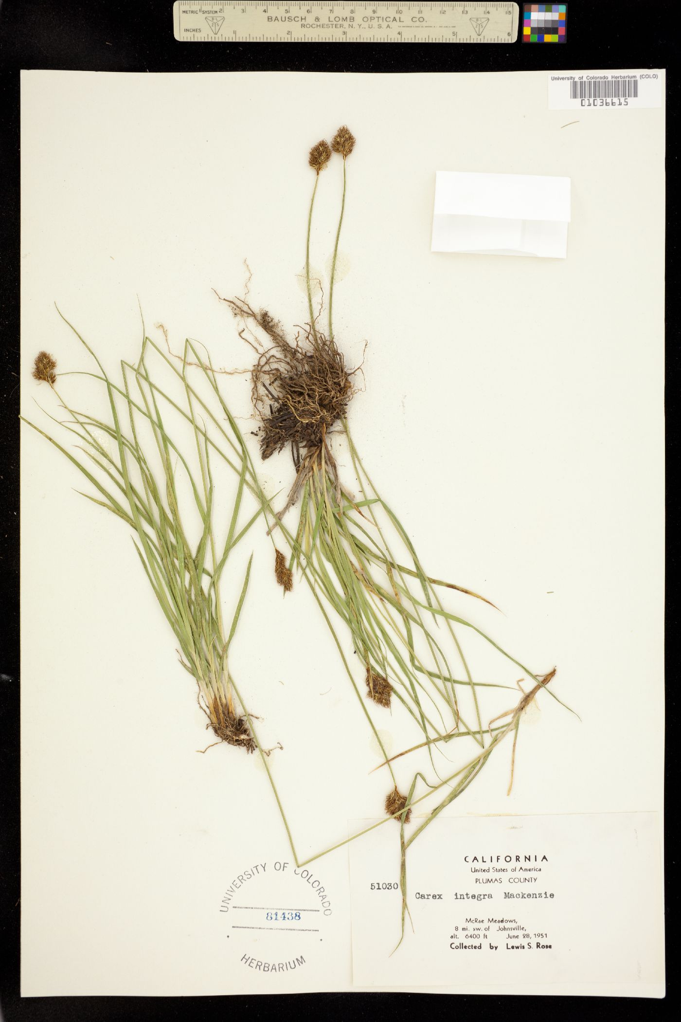 Carex integra image