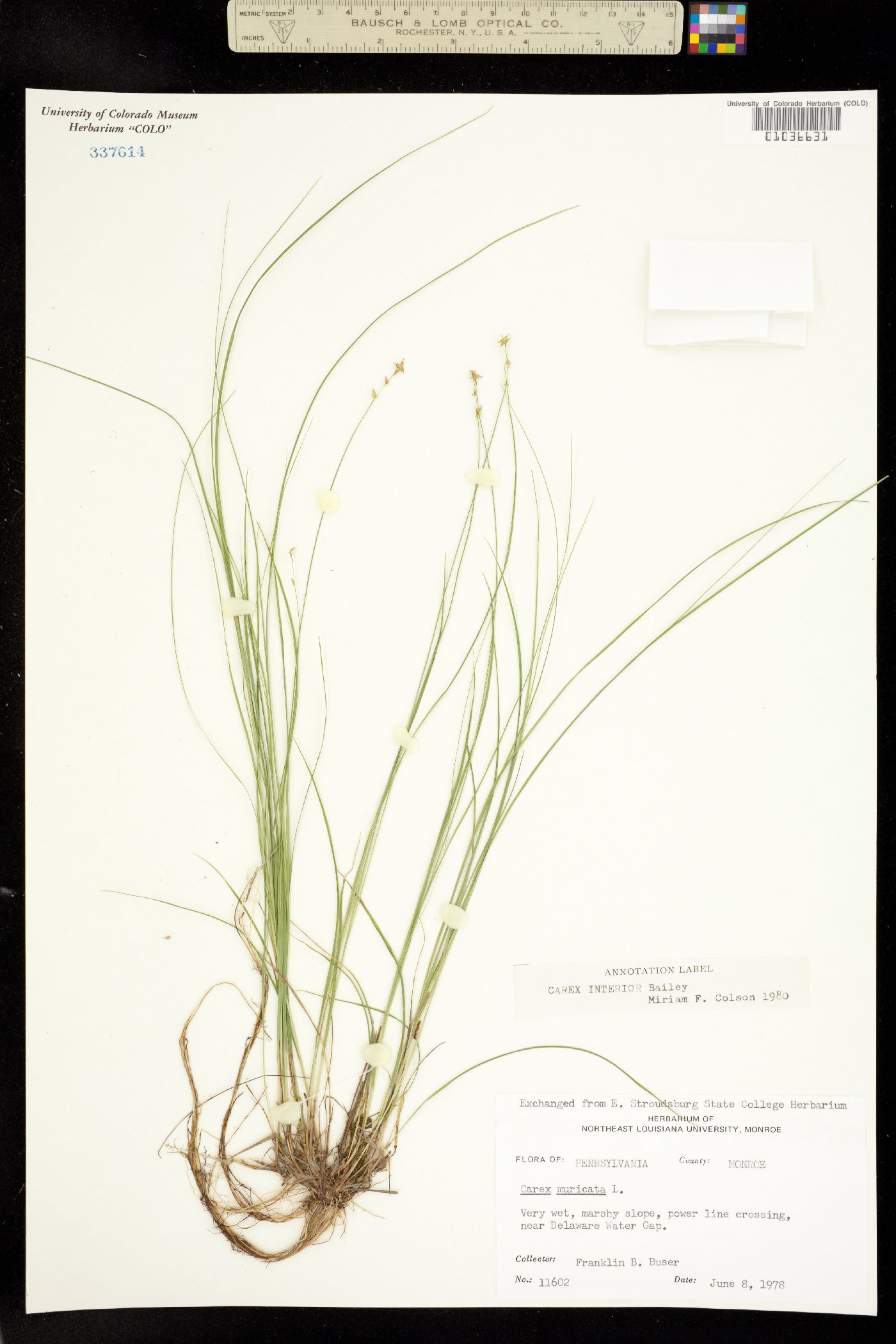 Carex interior image