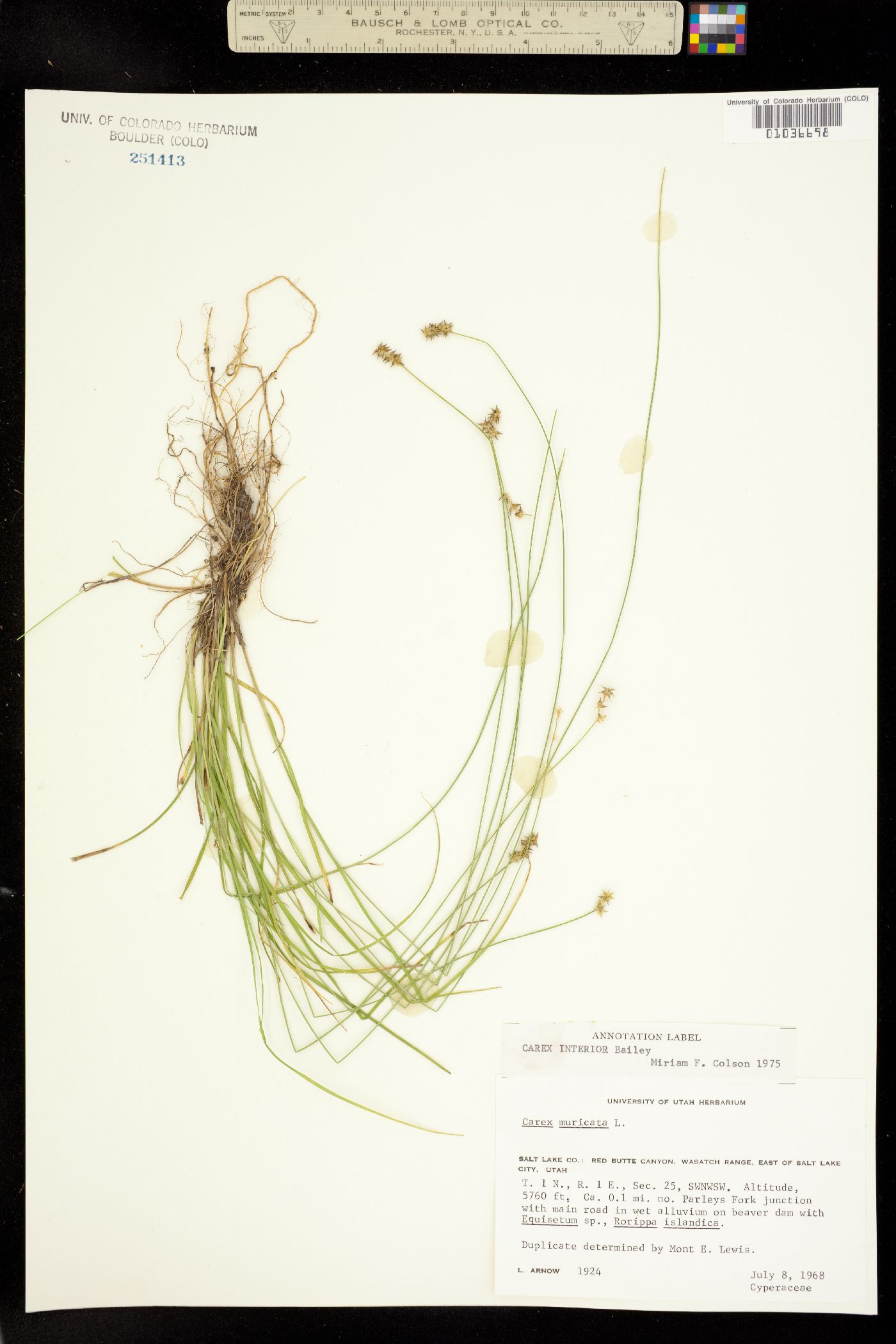 Carex interior image