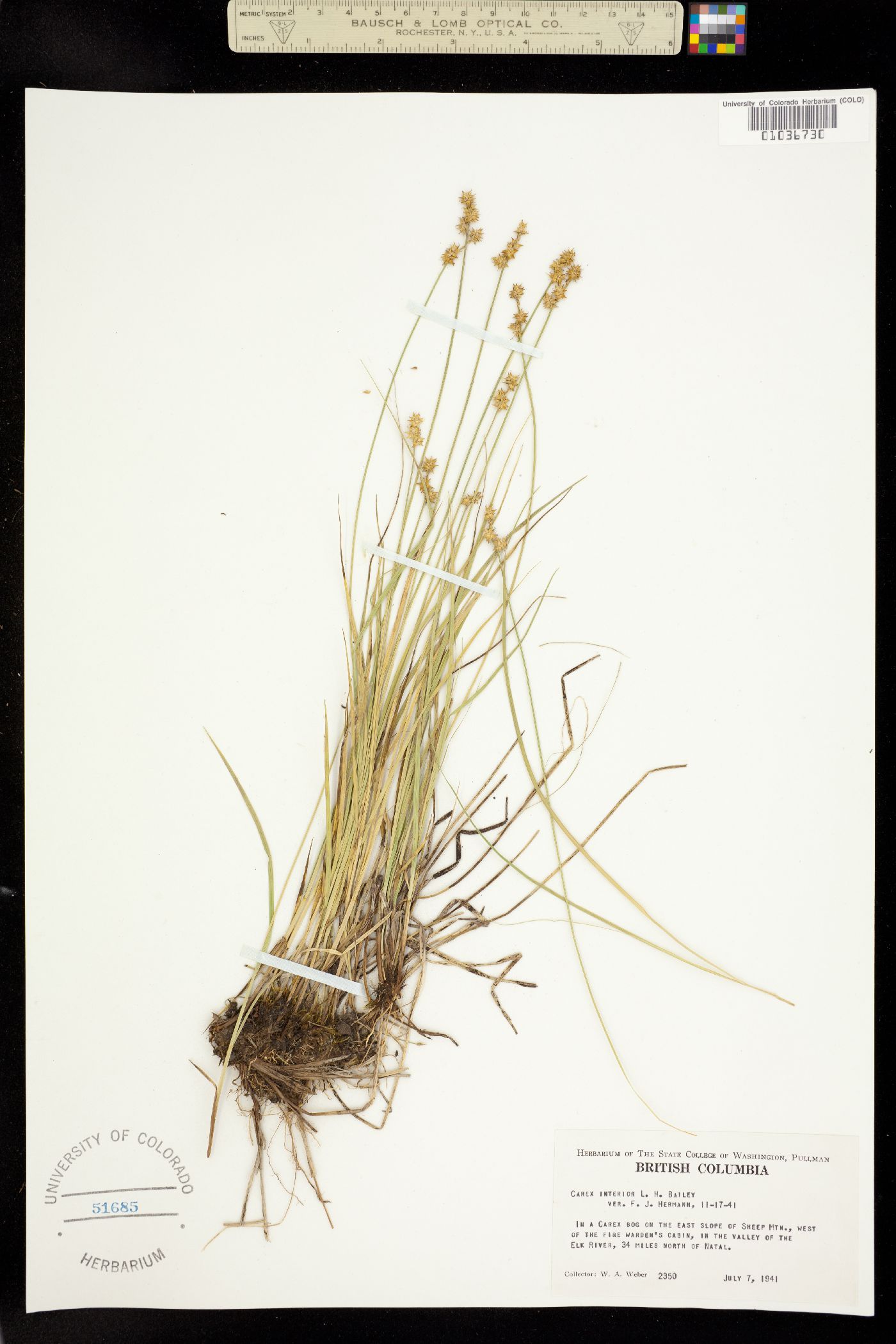 Carex interior image