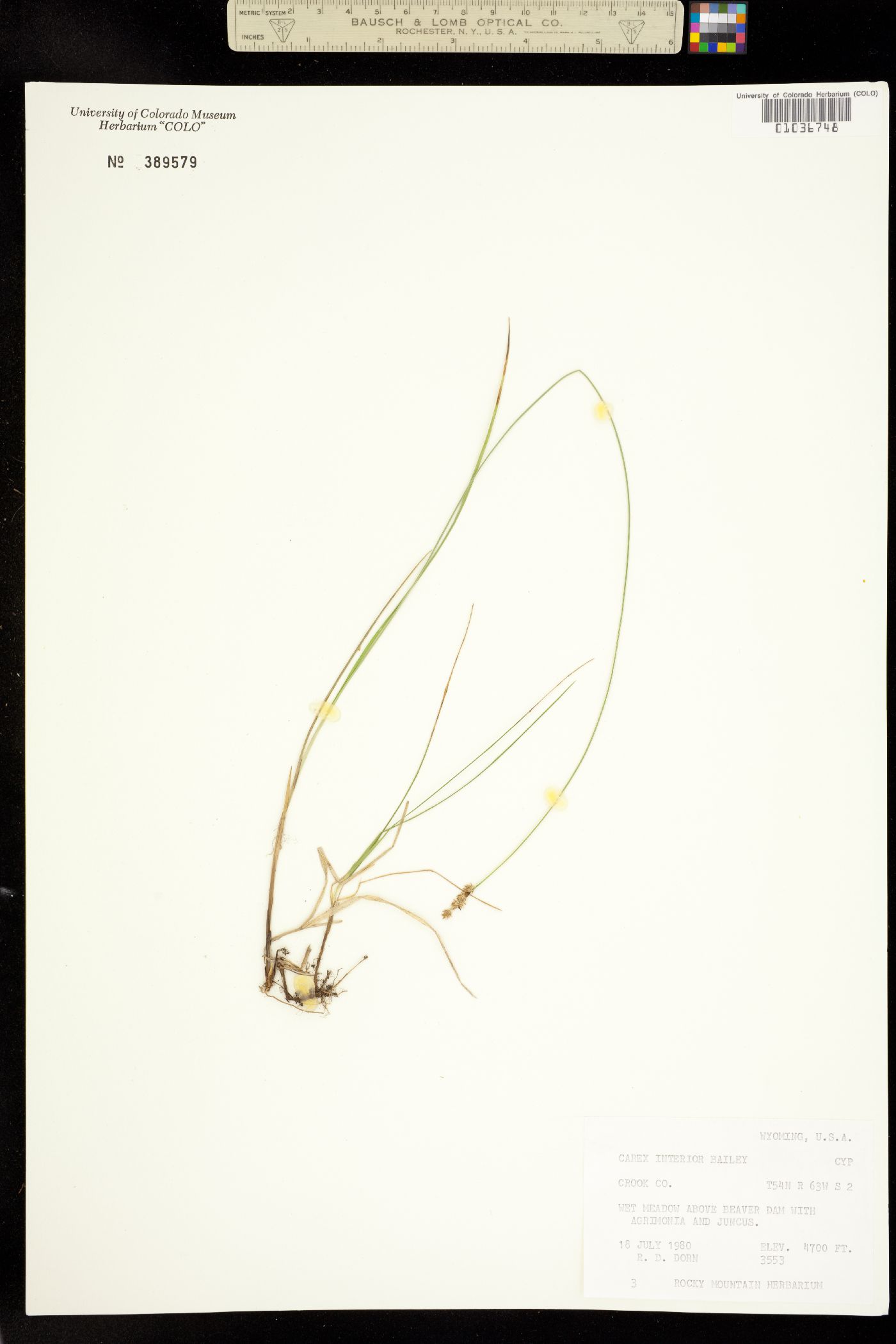 Carex interior image