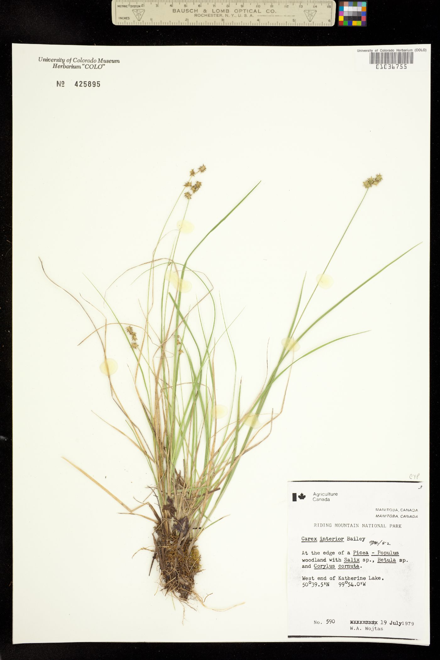 Carex interior image