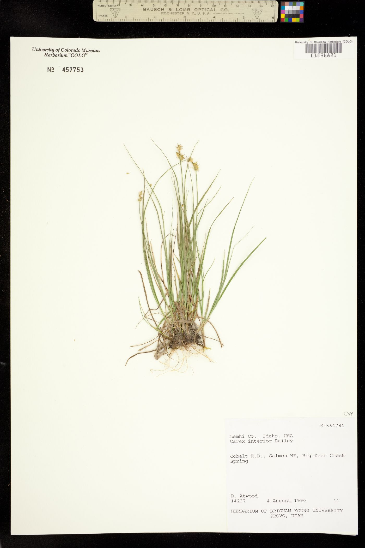 Carex interior image