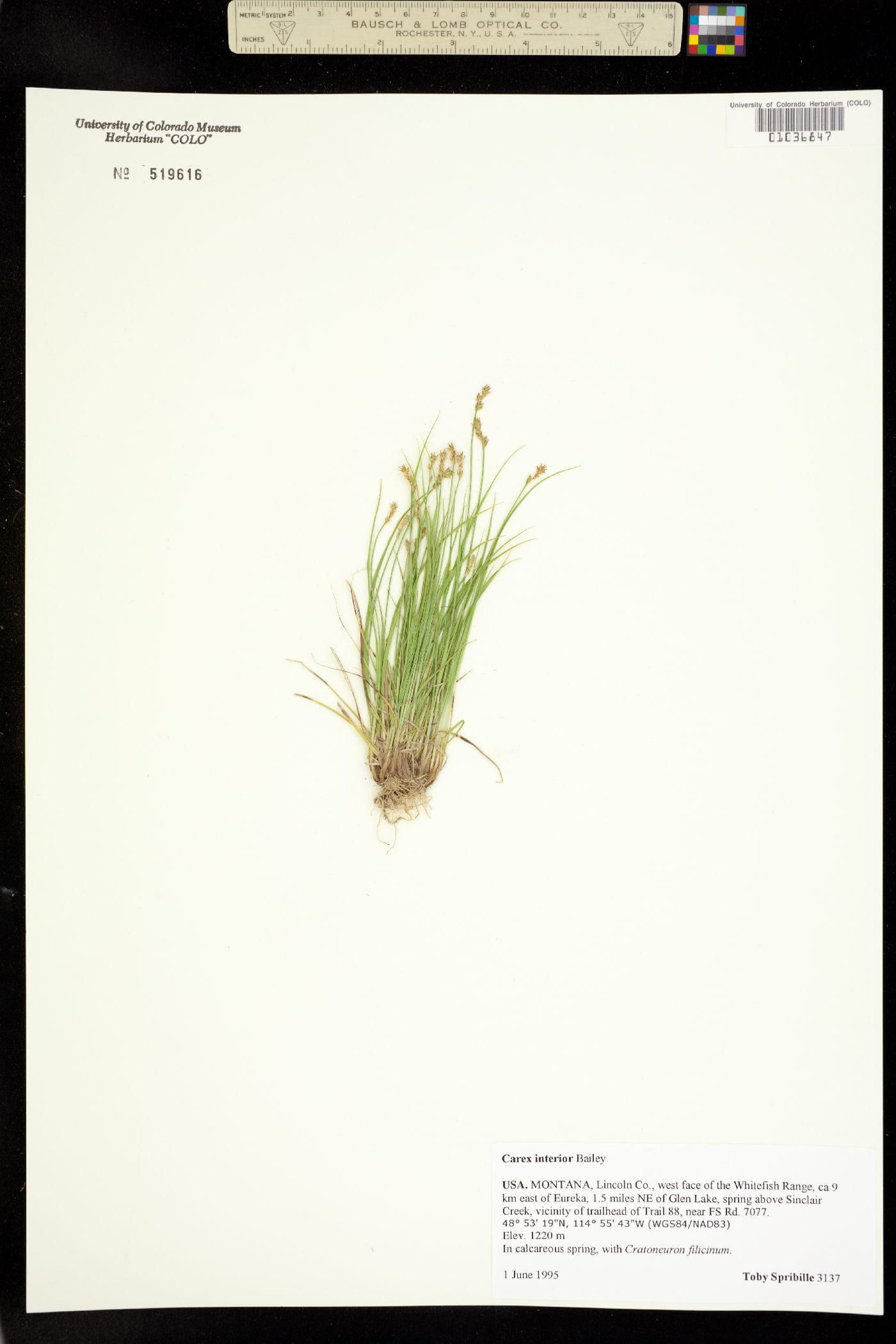 Carex interior image