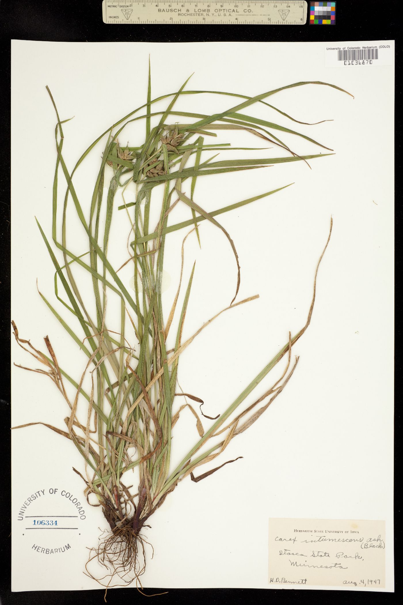 Carex intumescens image