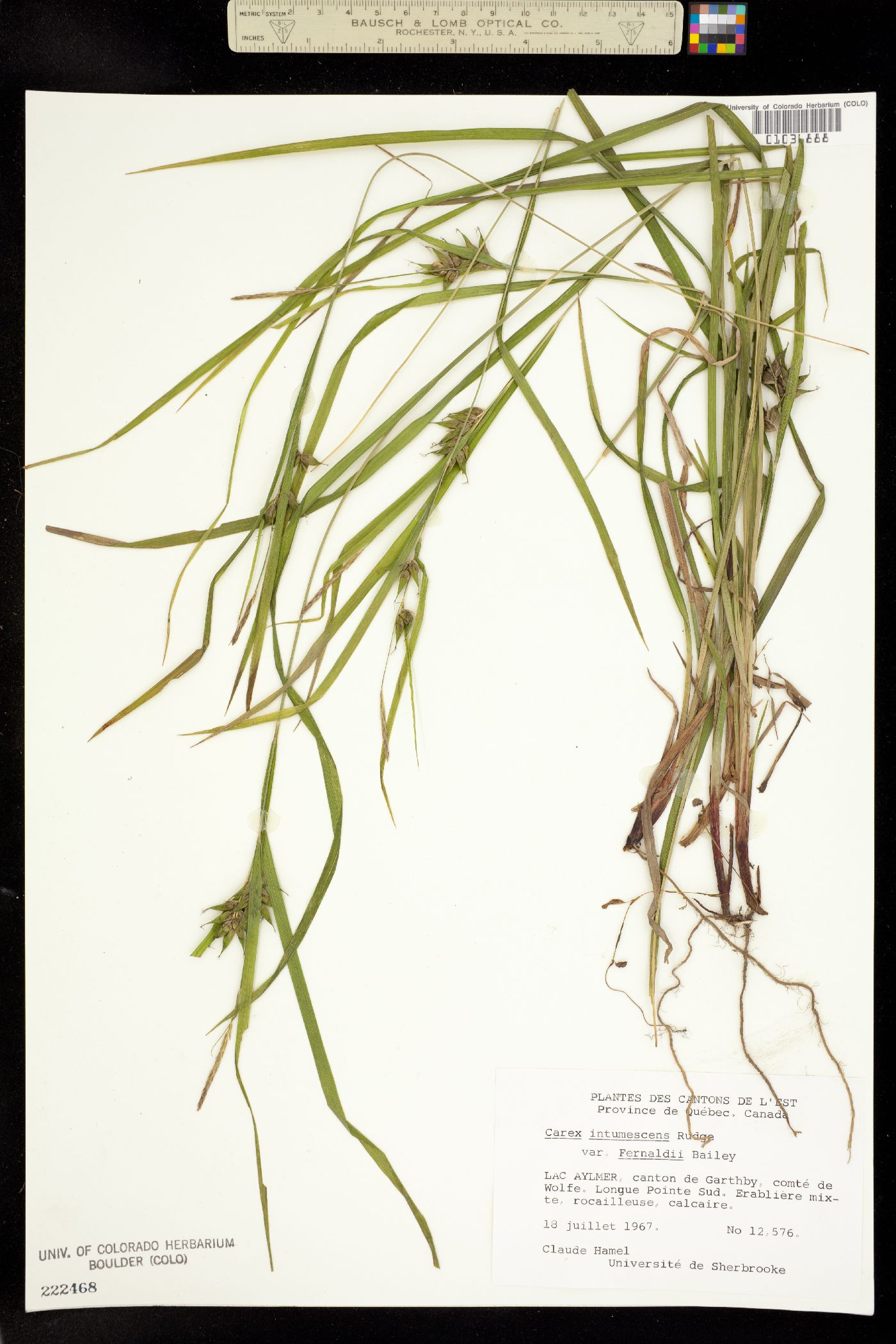 Carex intumescens image