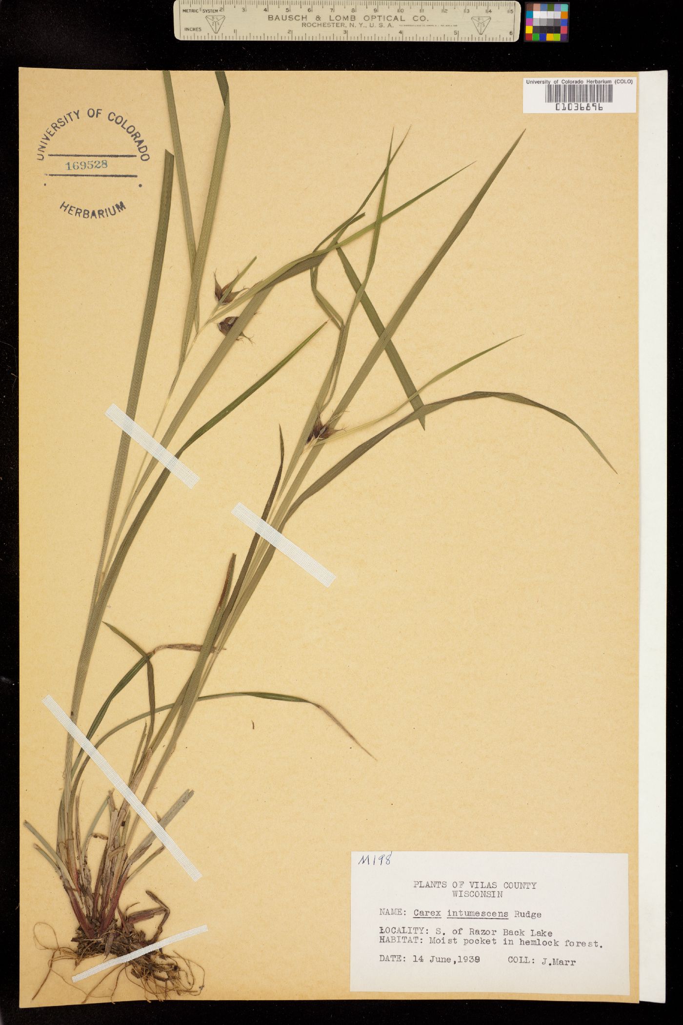 Carex intumescens image