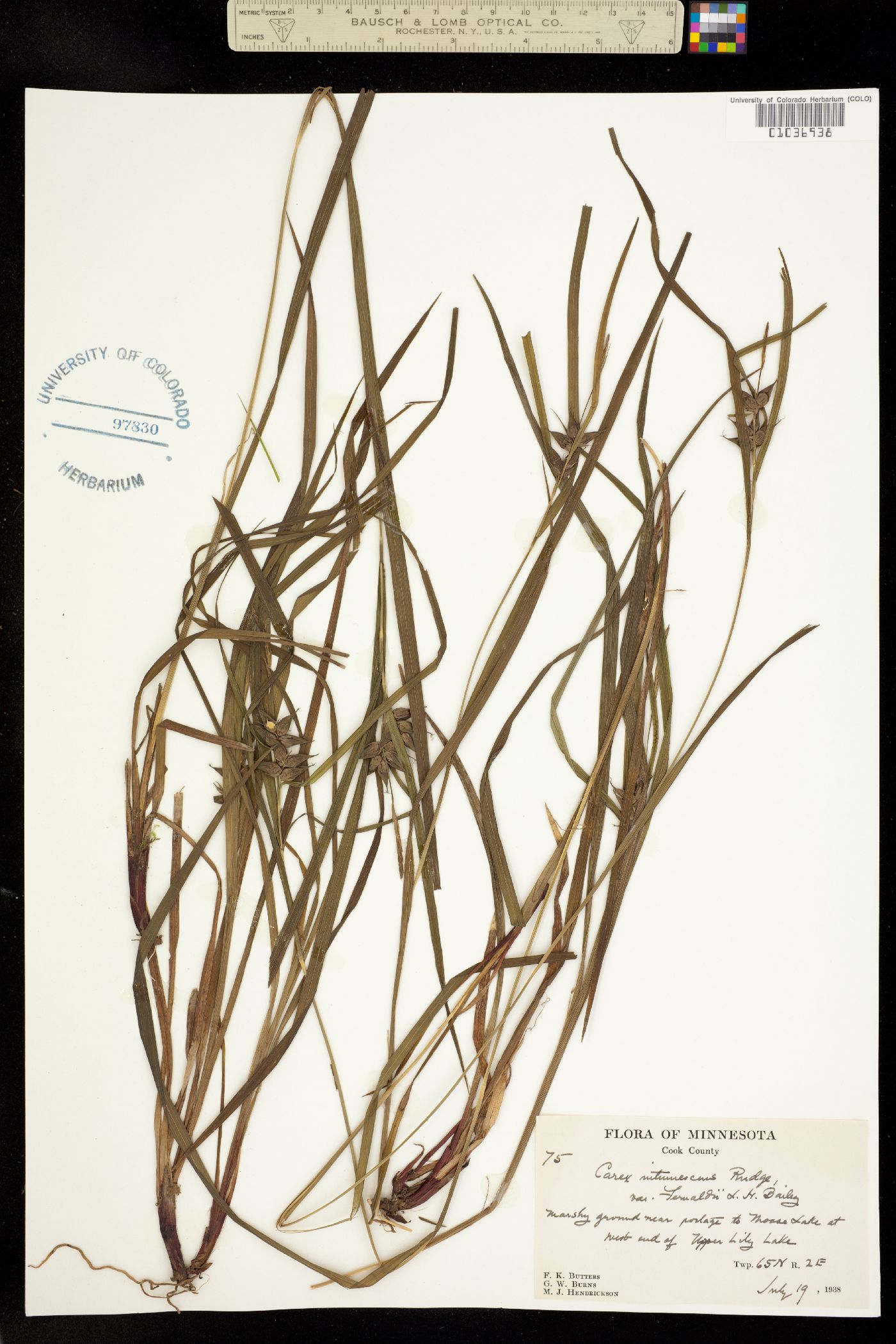Carex intumescens image