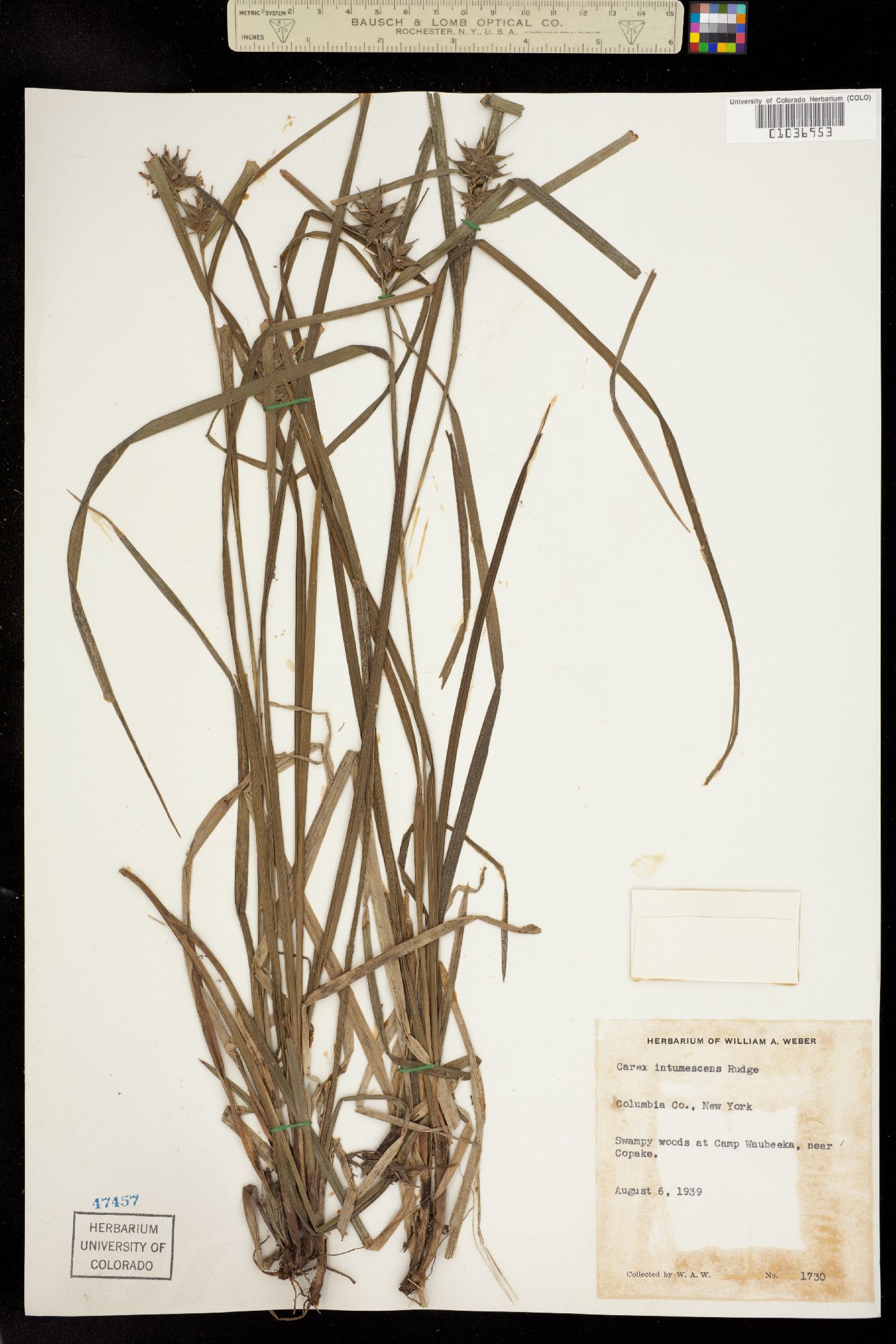 Carex intumescens image
