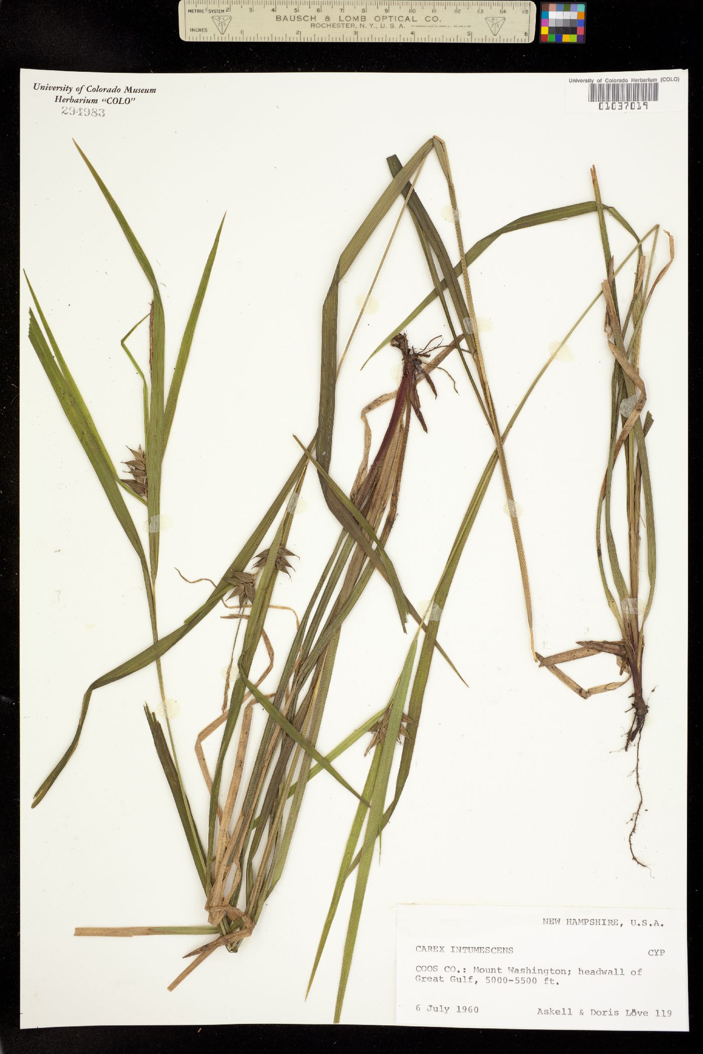 Carex intumescens image