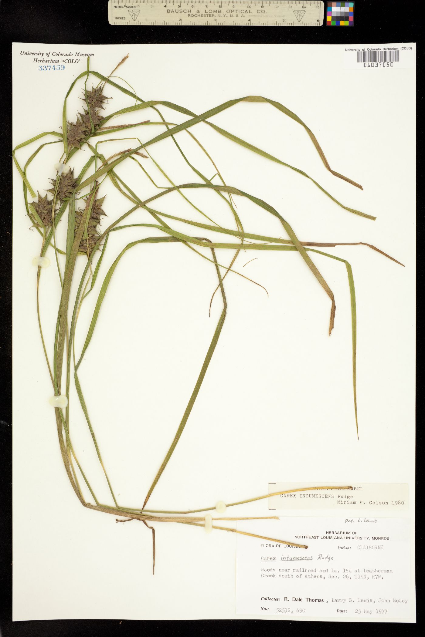 Carex intumescens image