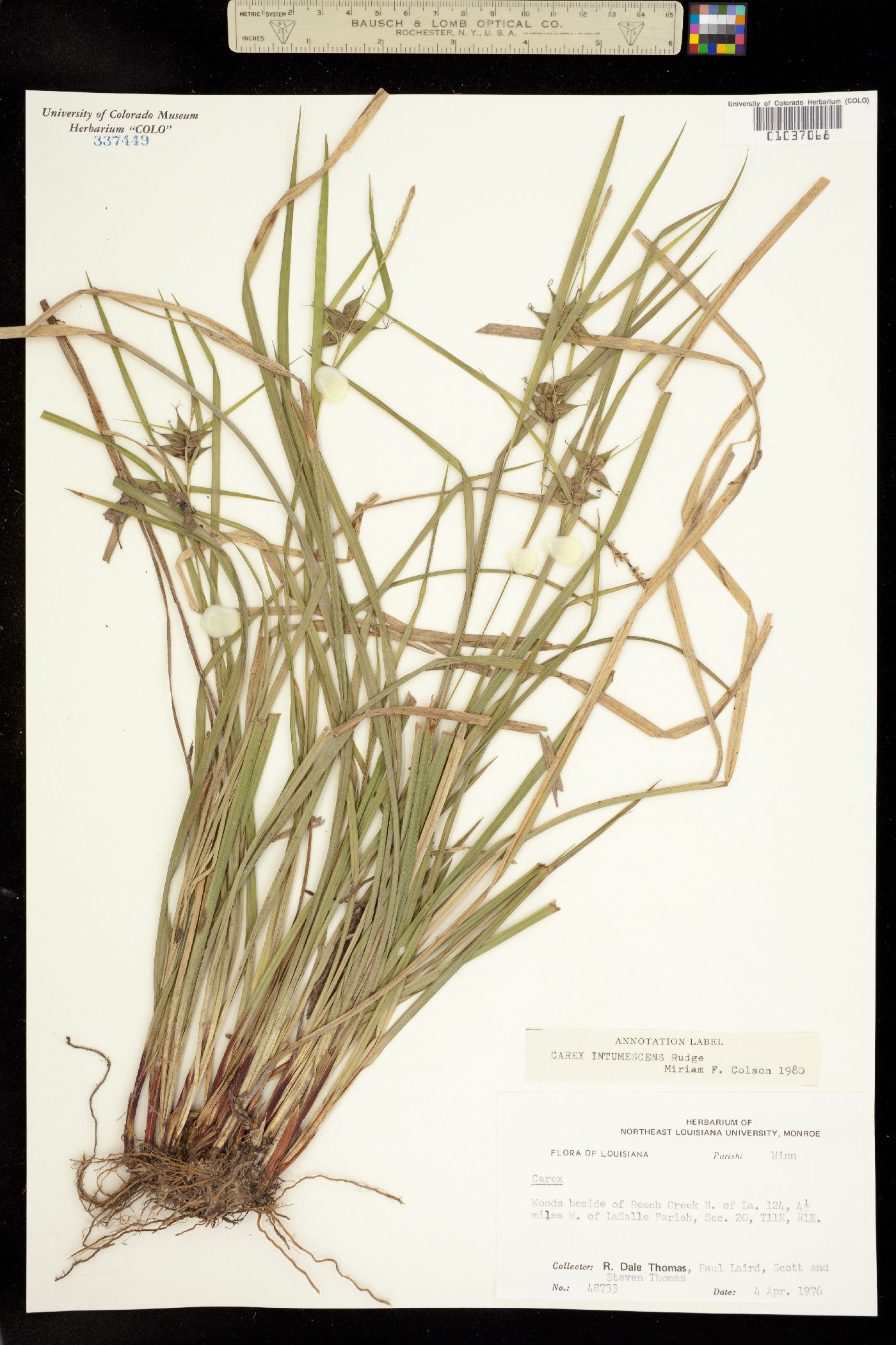 Carex intumescens image