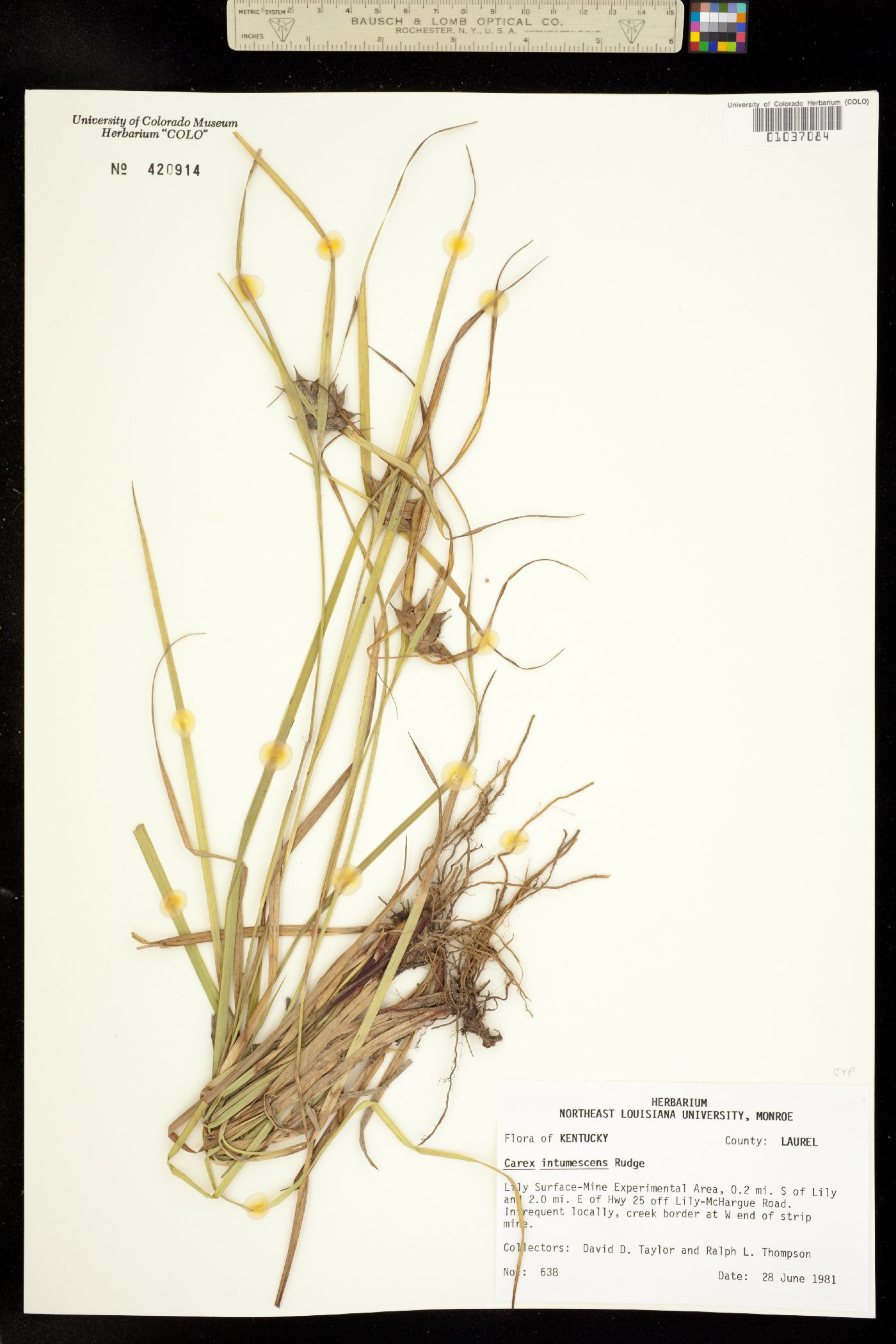 Carex intumescens image