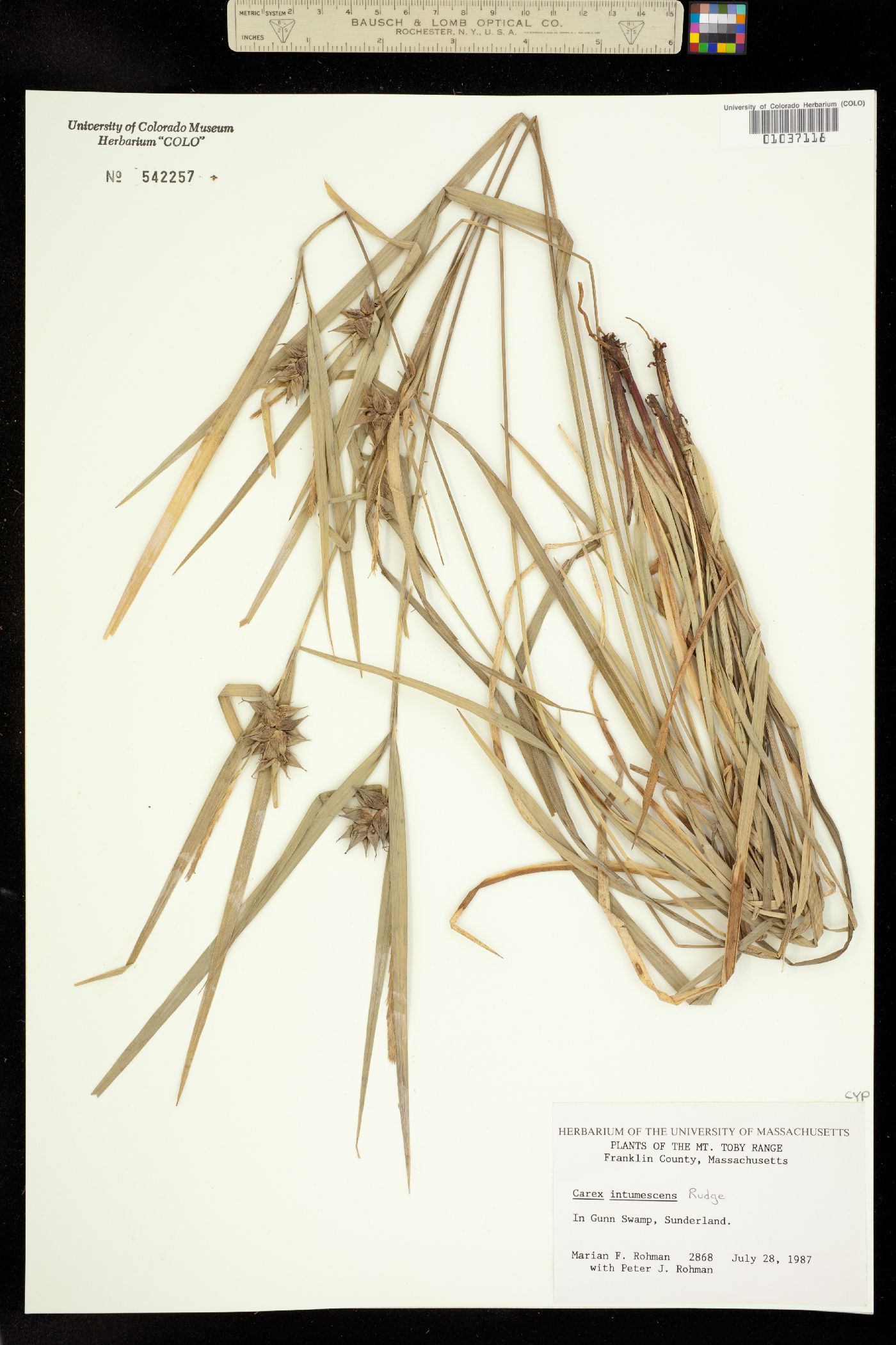 Carex intumescens image