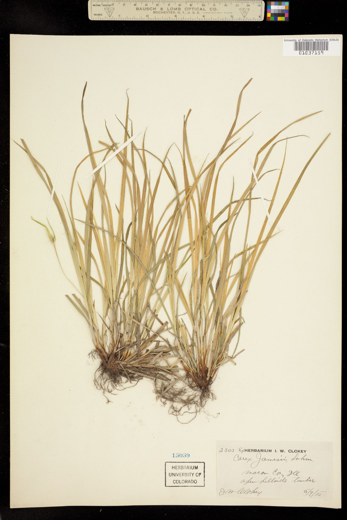 Carex jamesii image
