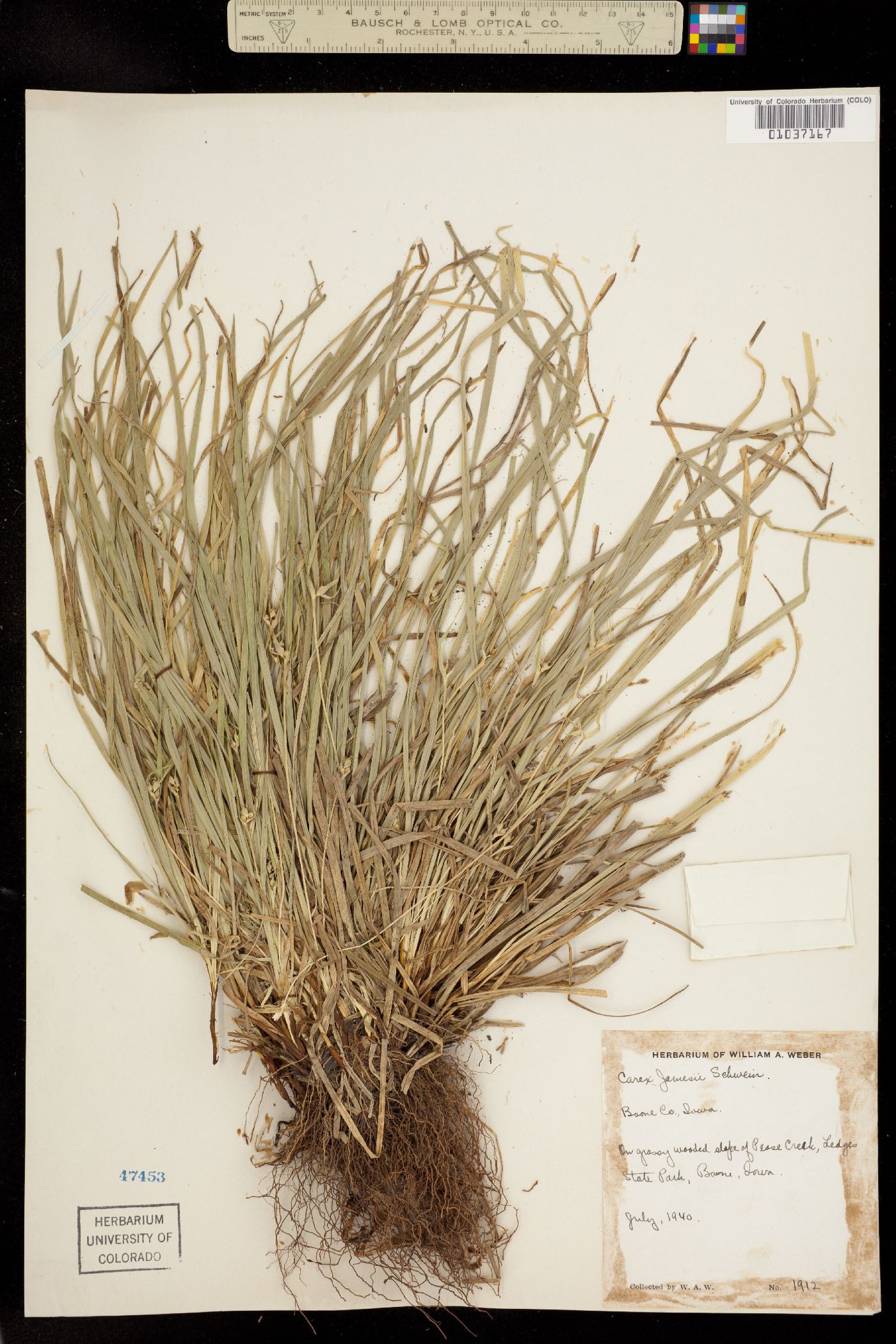 Carex jamesii image