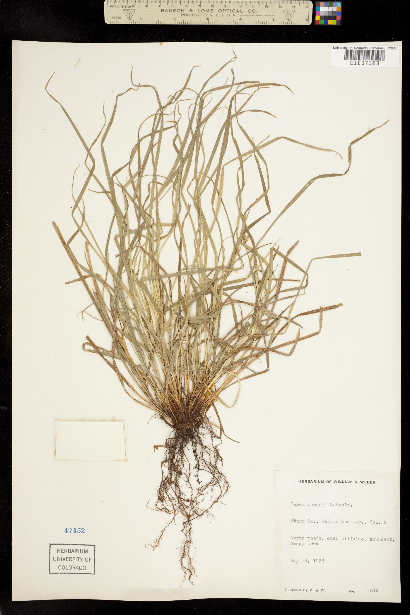 Carex jamesii image