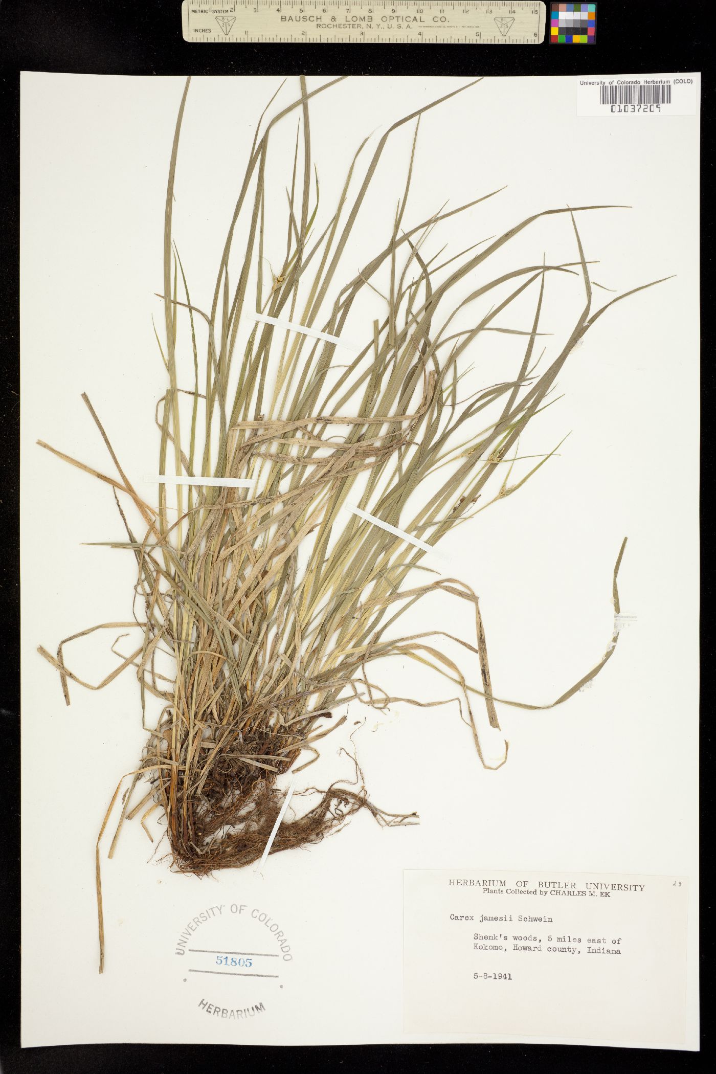 Carex jamesii image