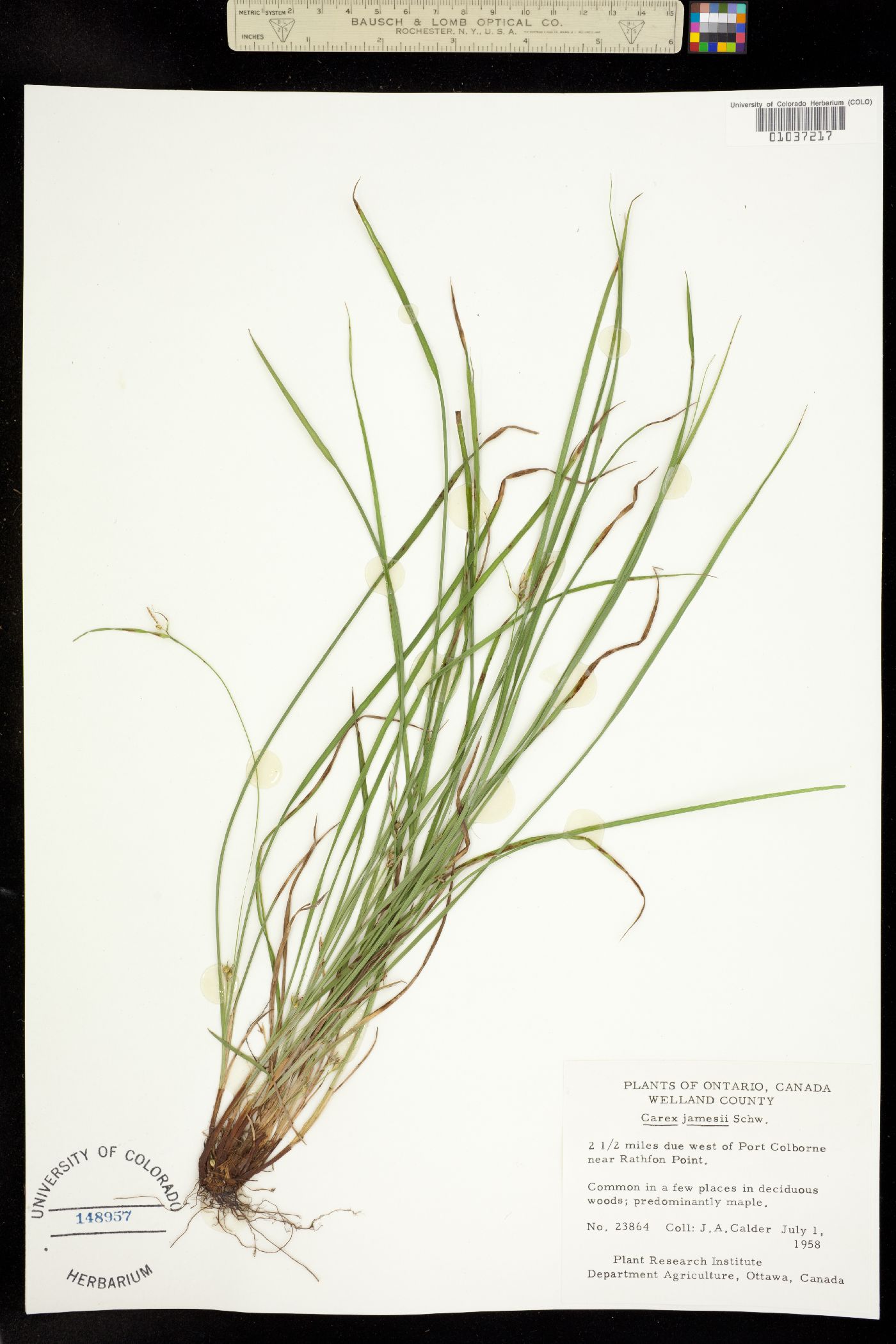 Carex jamesii image