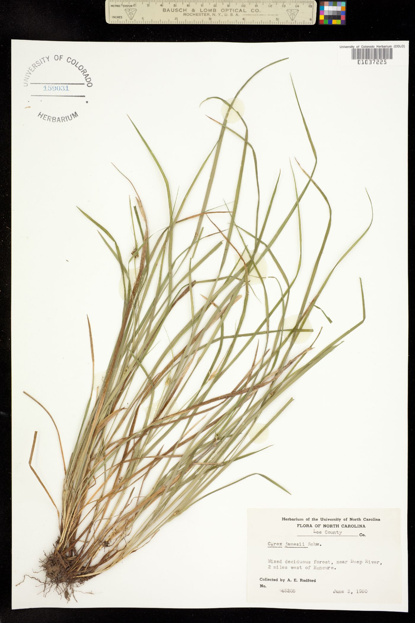 Carex jamesii image