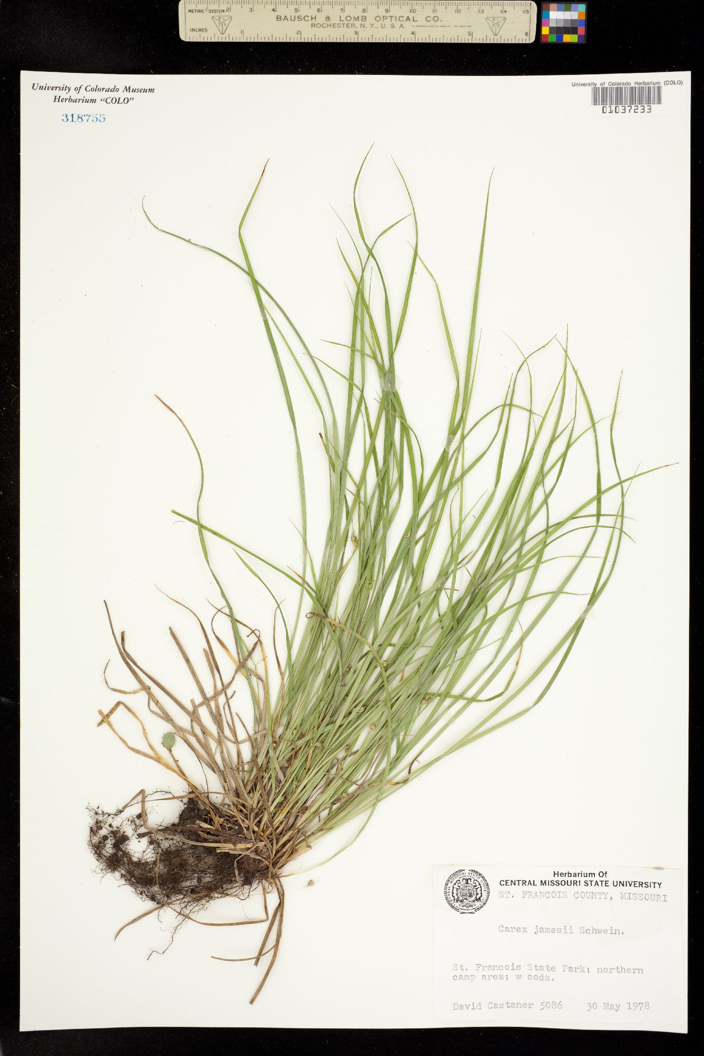 Carex jamesii image