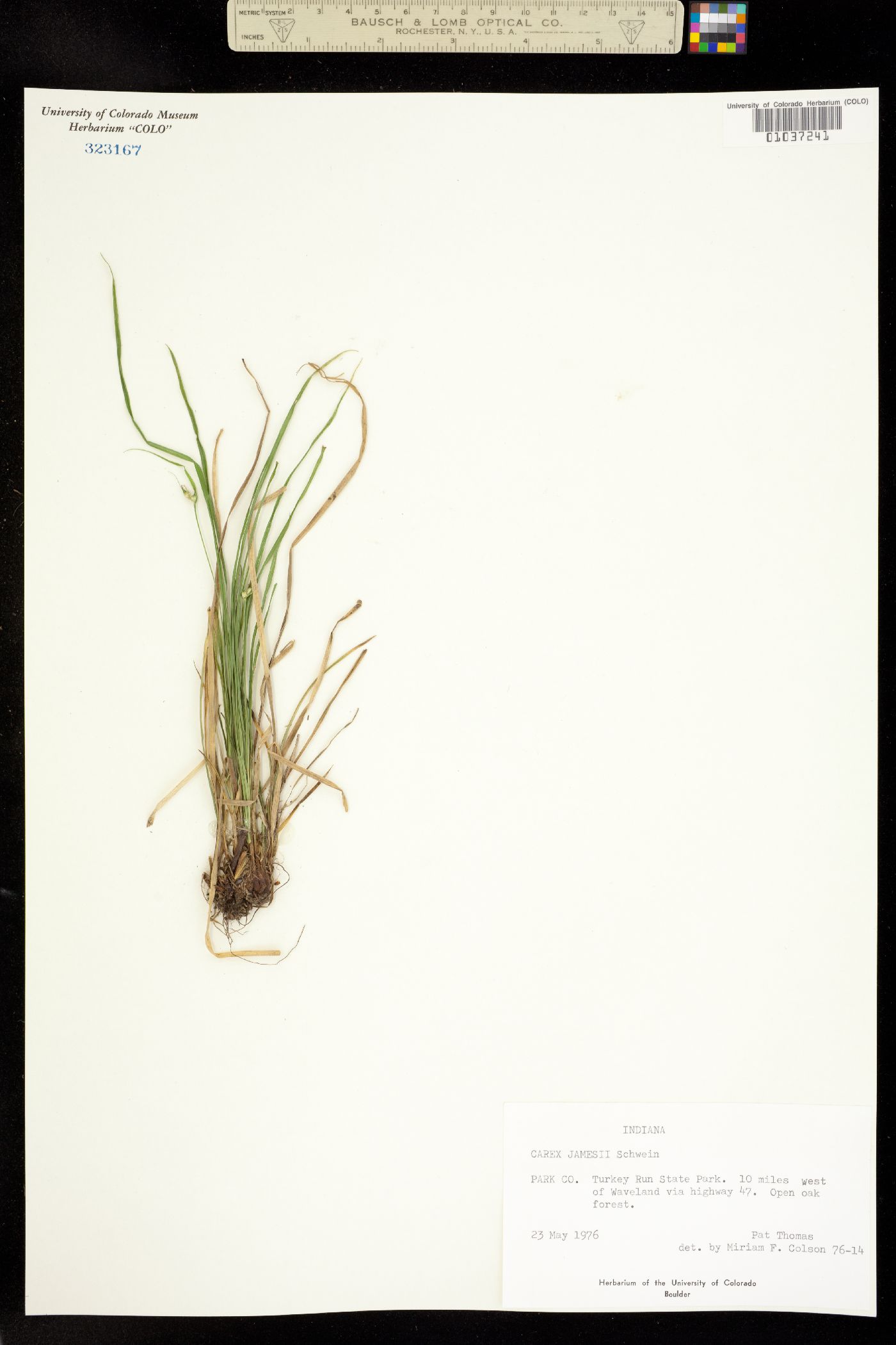 Carex jamesii image