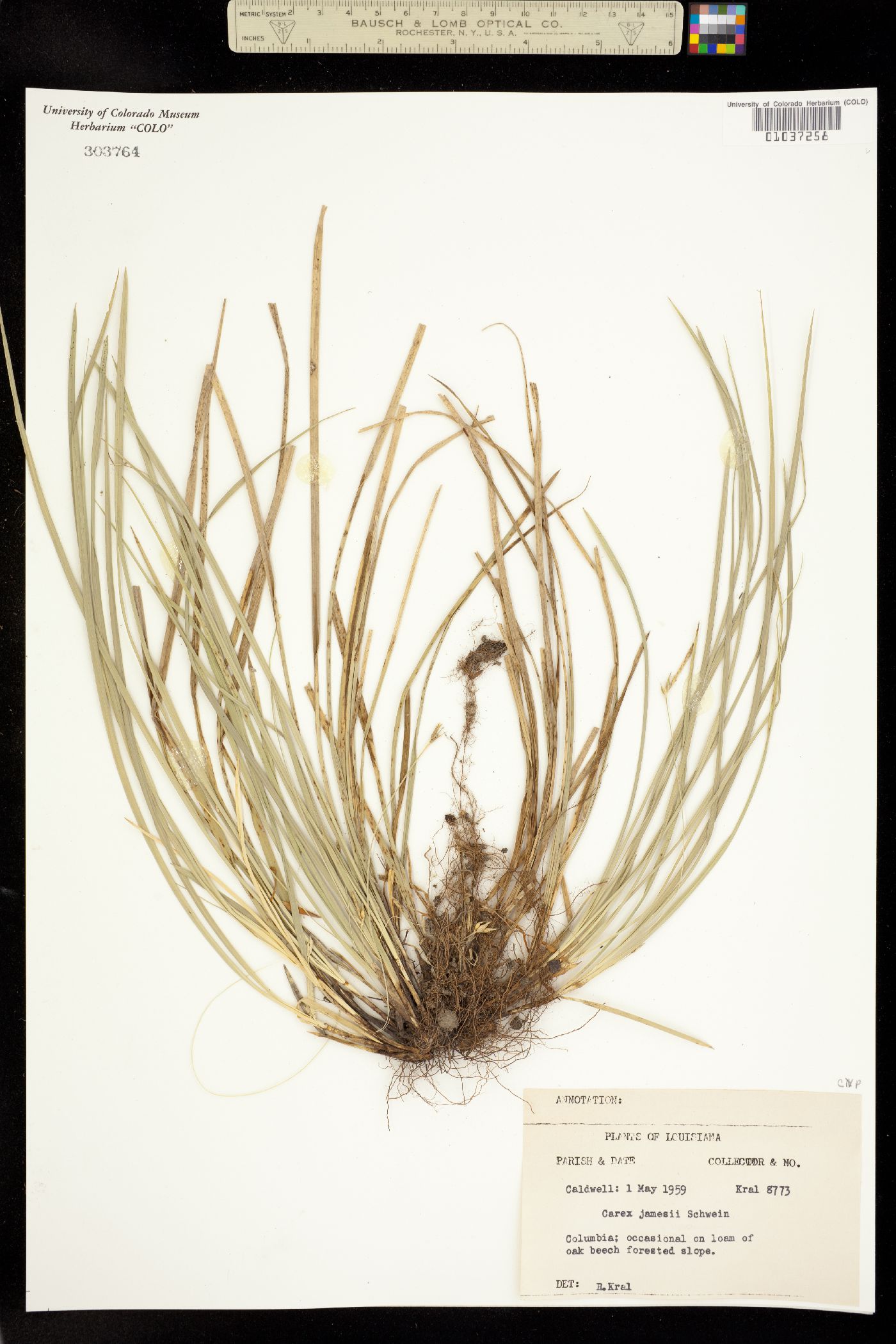 Carex jamesii image