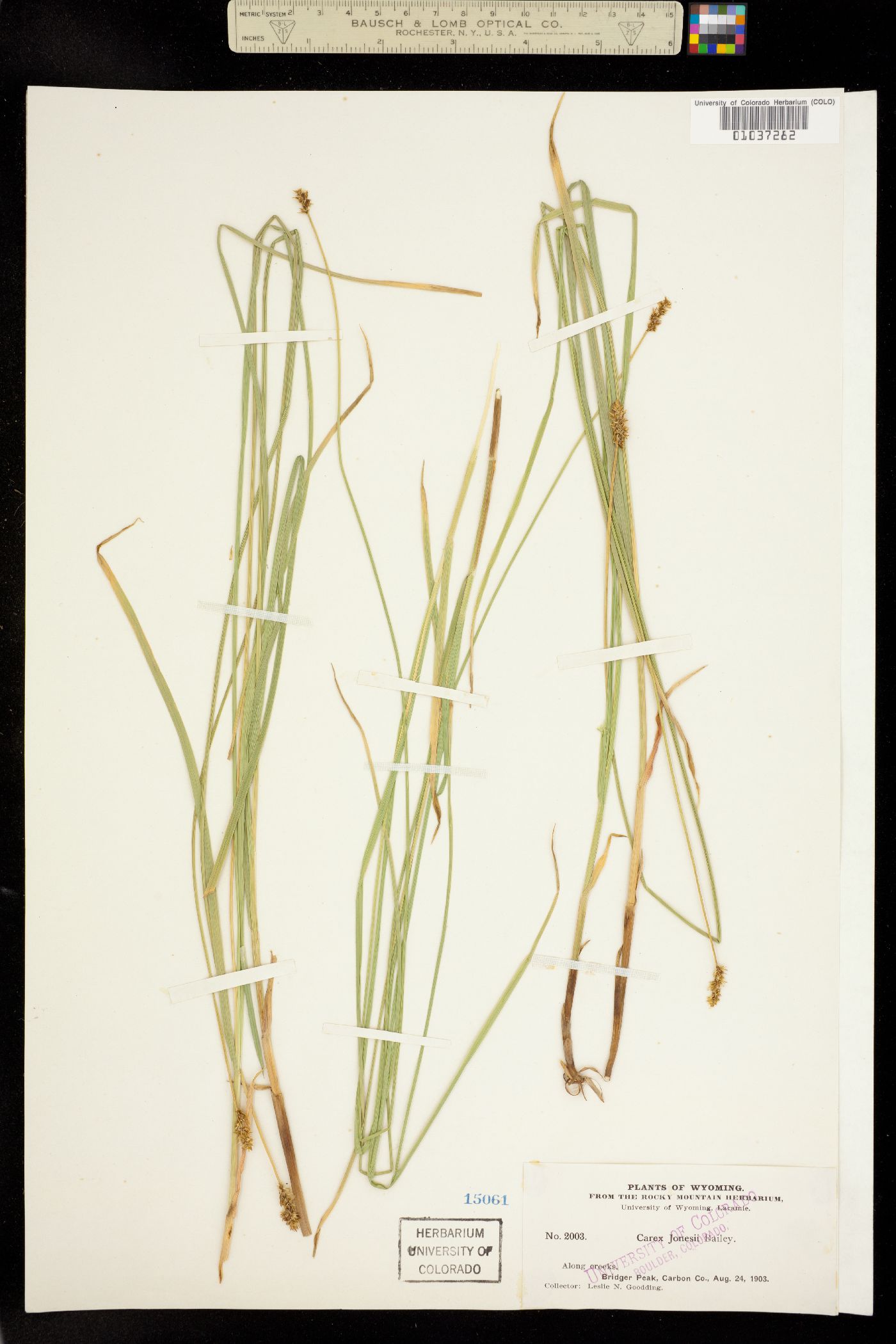 Carex jonesii image