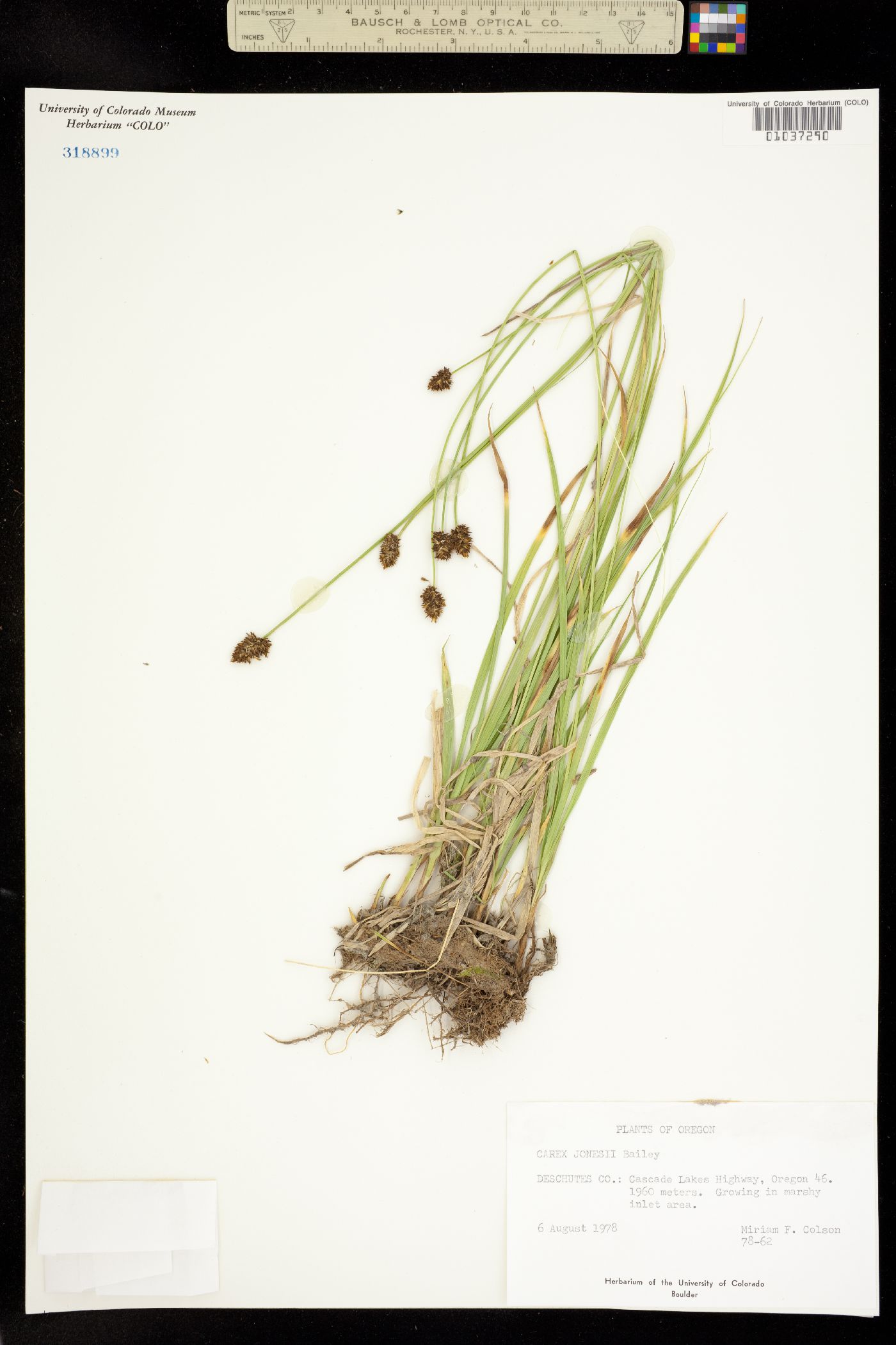 Carex jonesii image