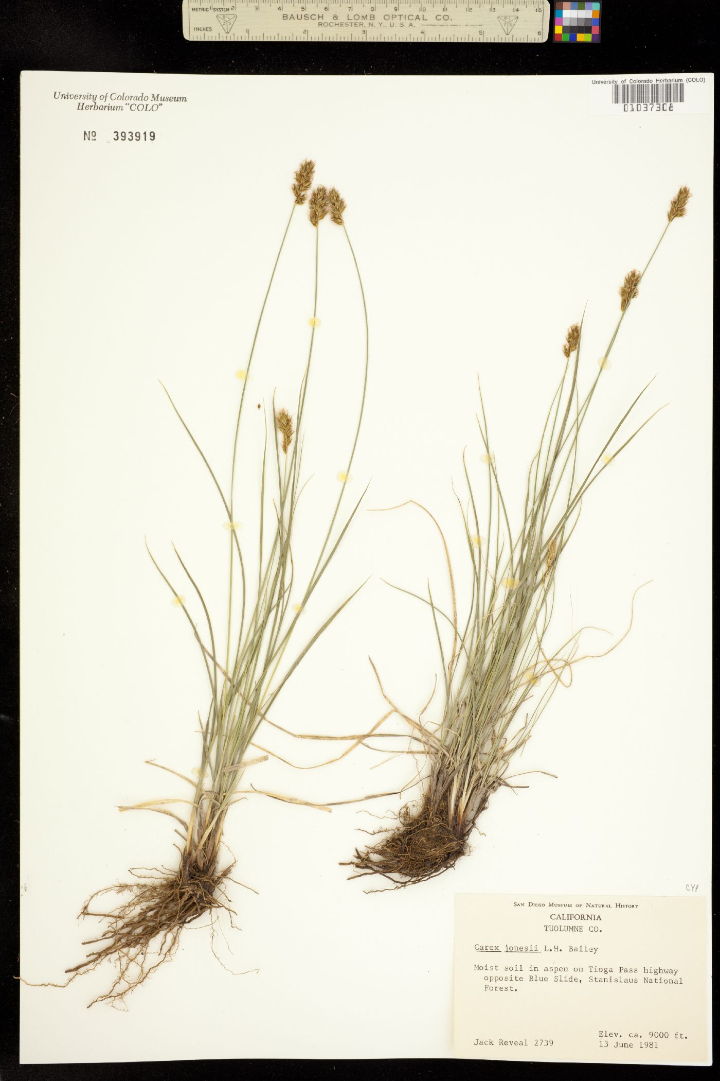 Carex jonesii image