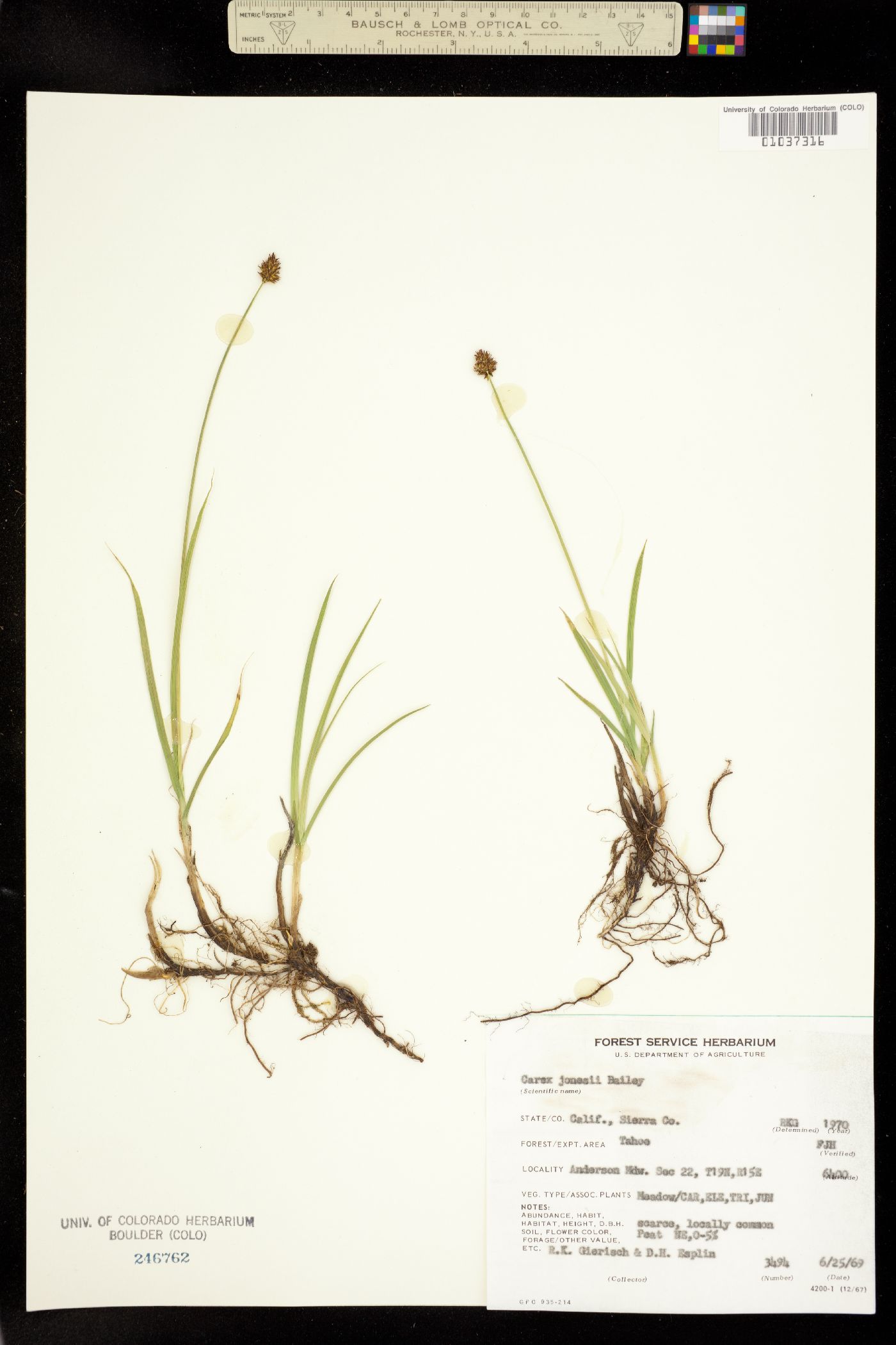 Carex jonesii image