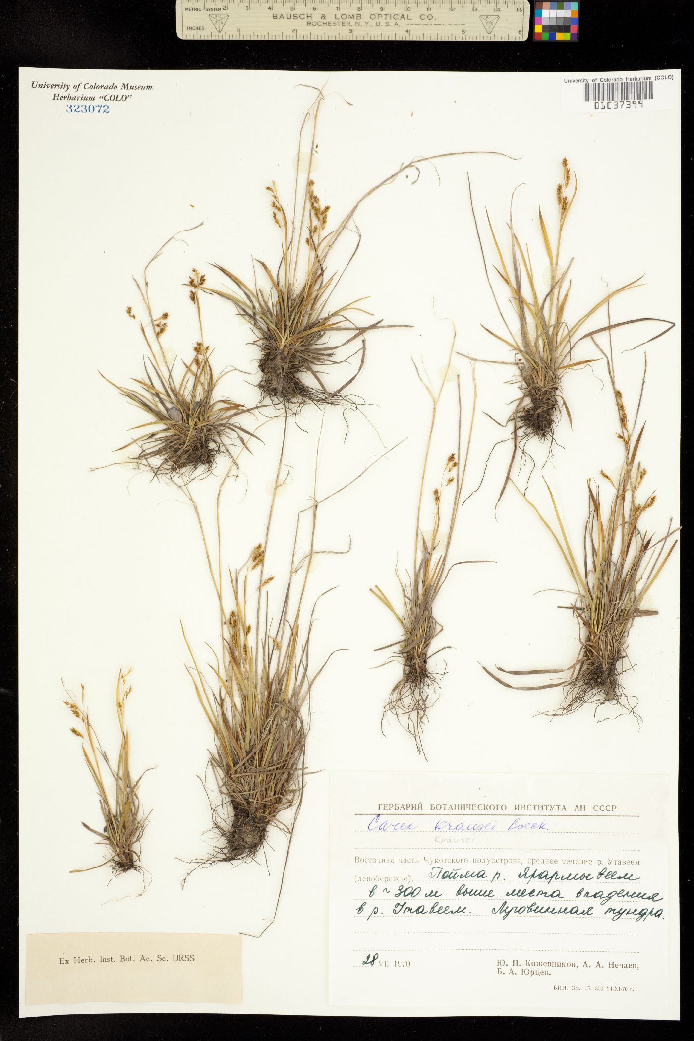Carex krausei image