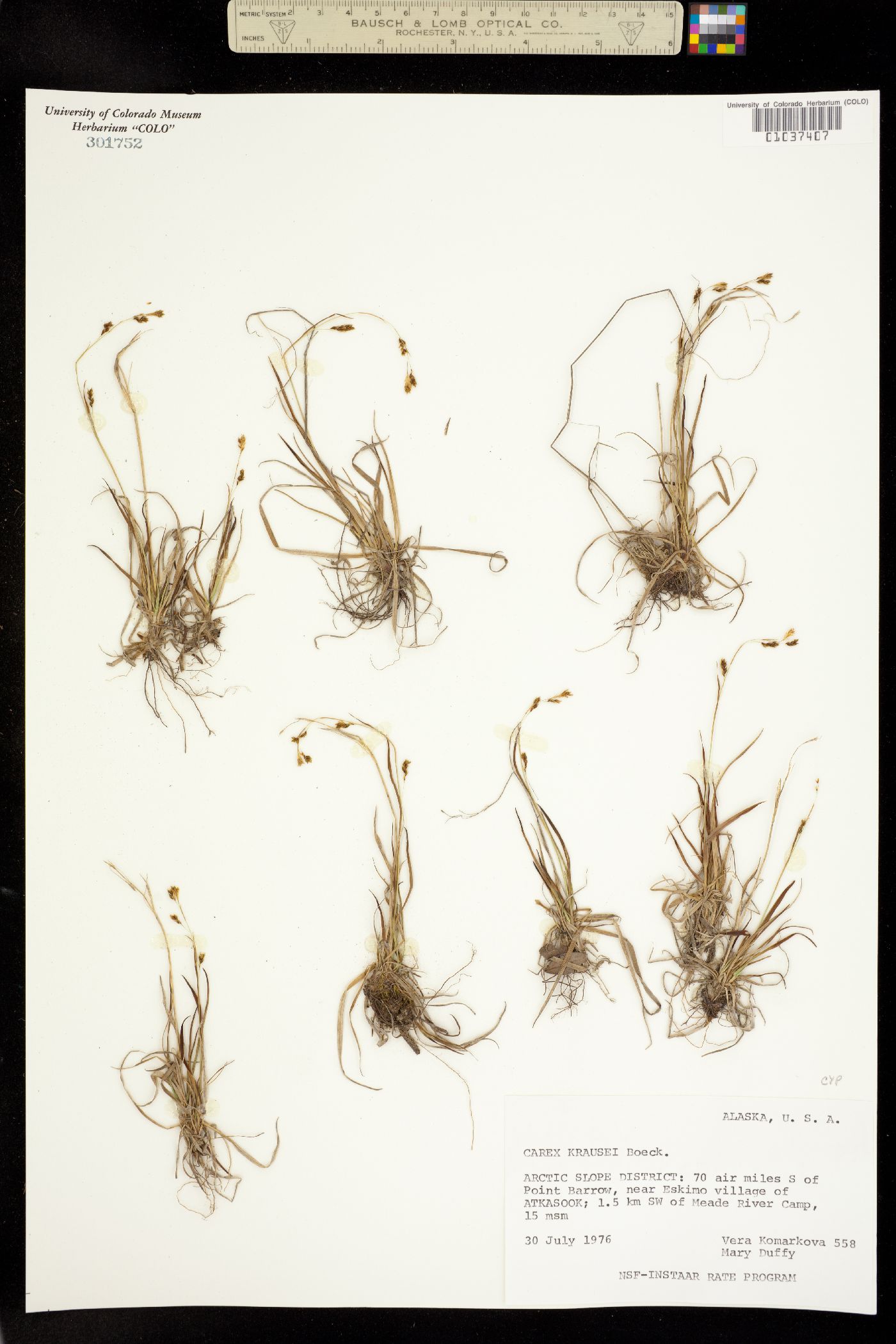 Carex krausei image
