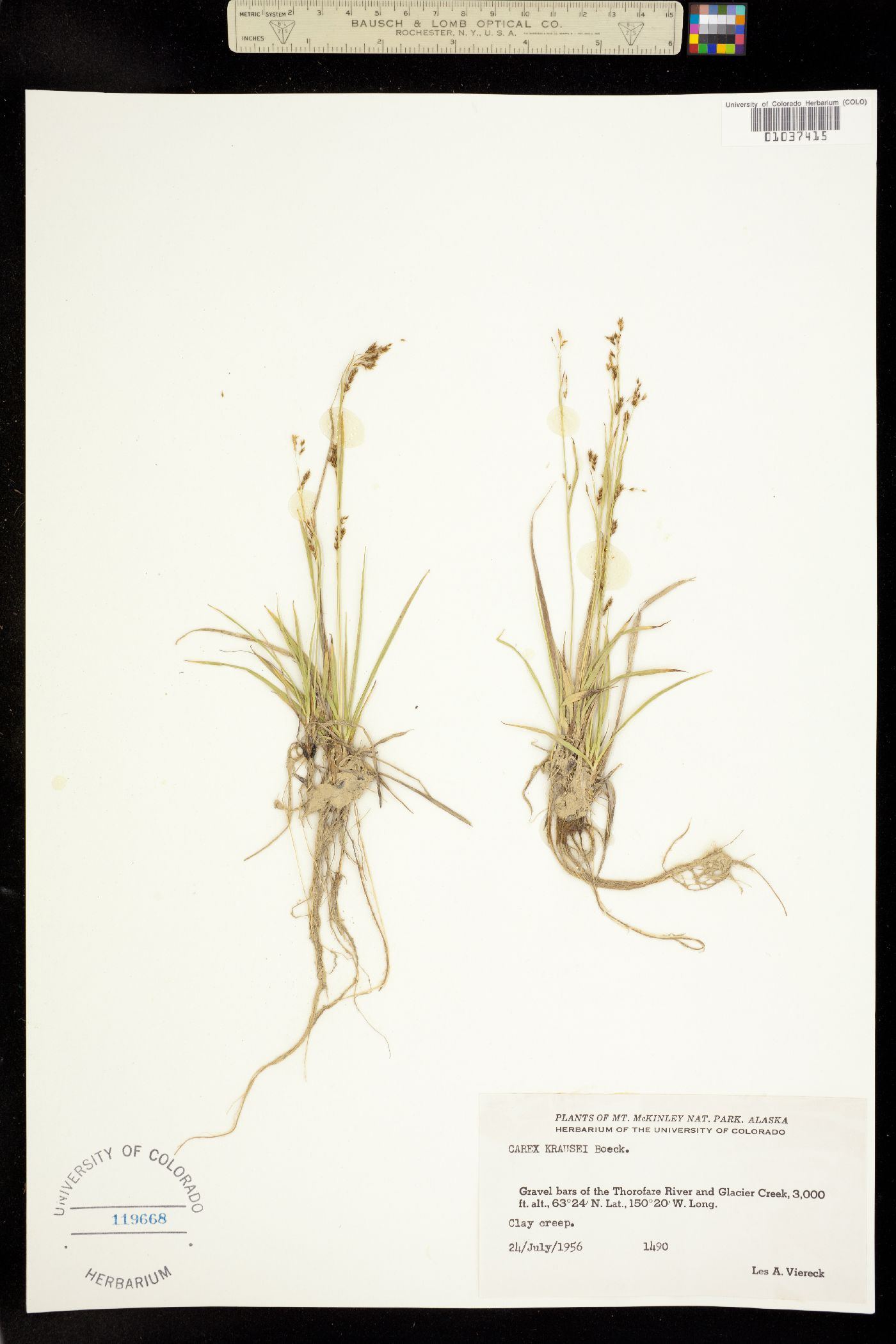 Carex krausei image