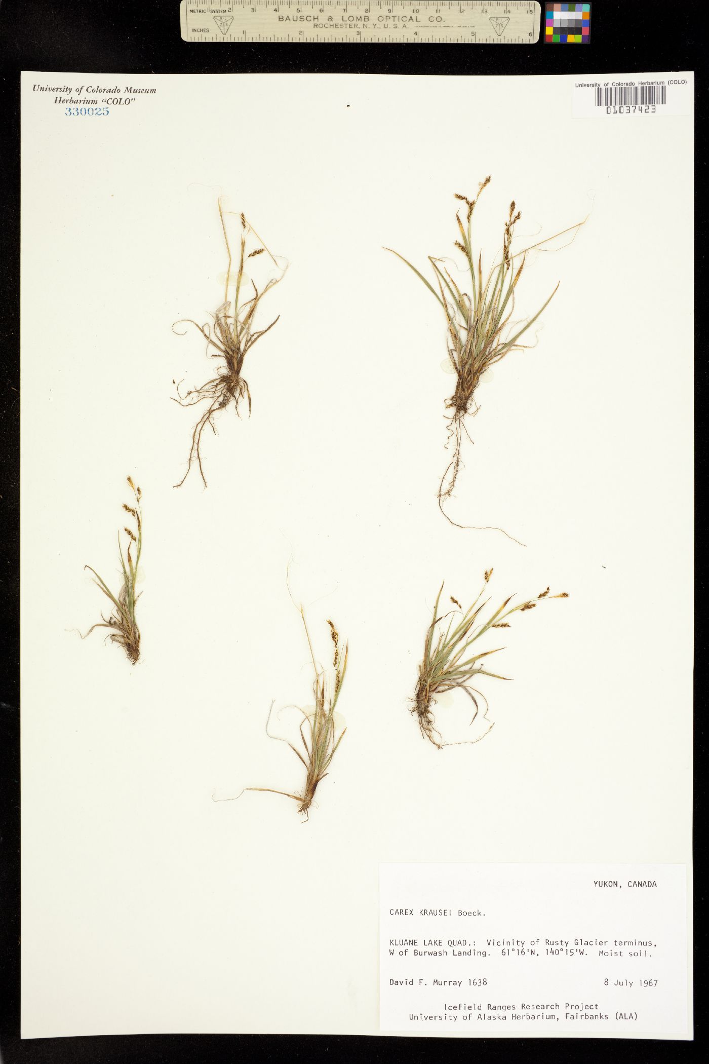 Carex krausei image