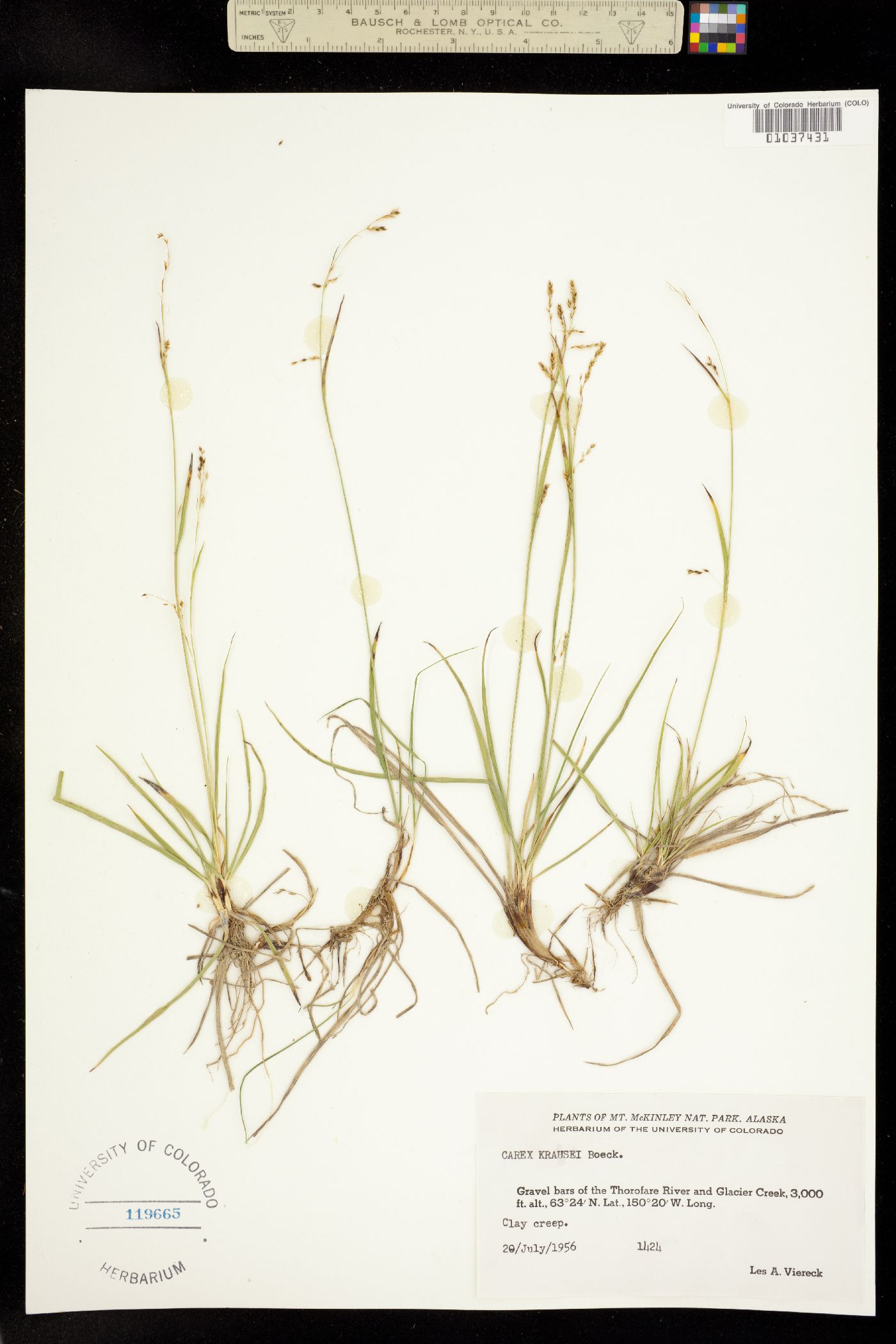 Carex krausei image