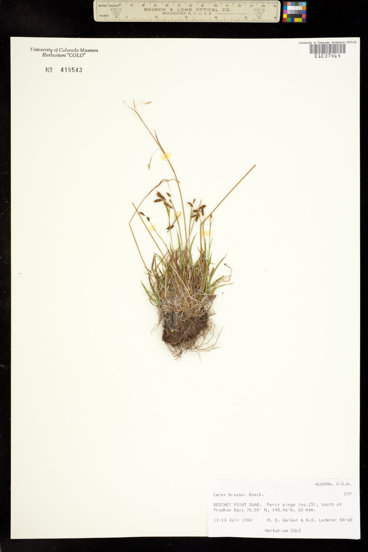 Carex krausei image