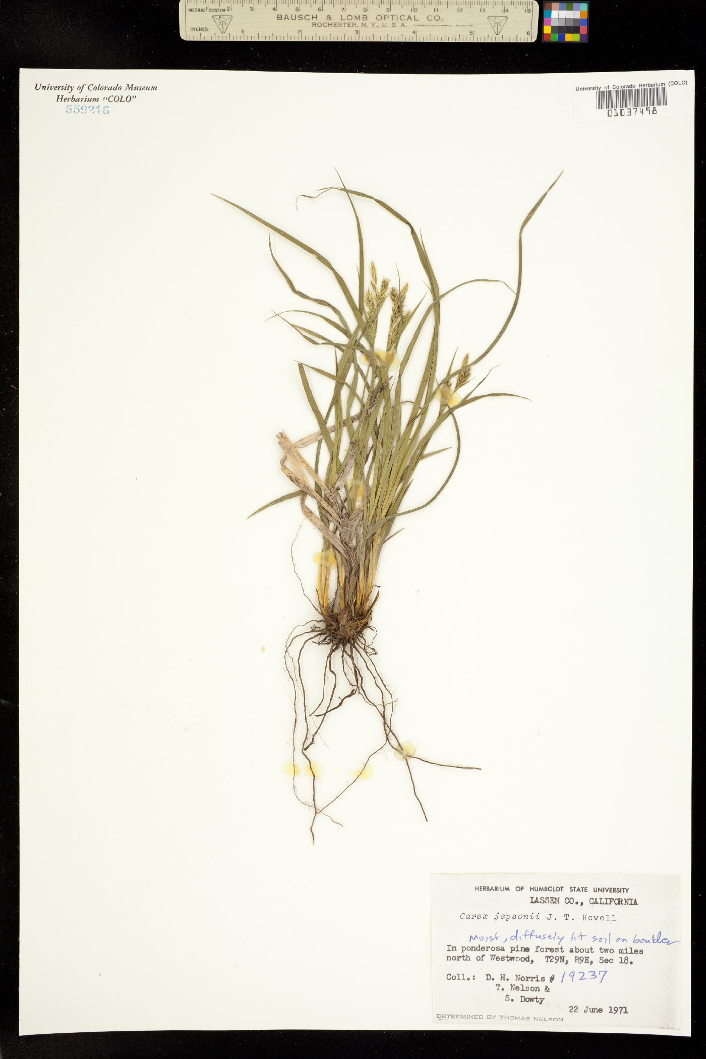 Carex whitneyi image