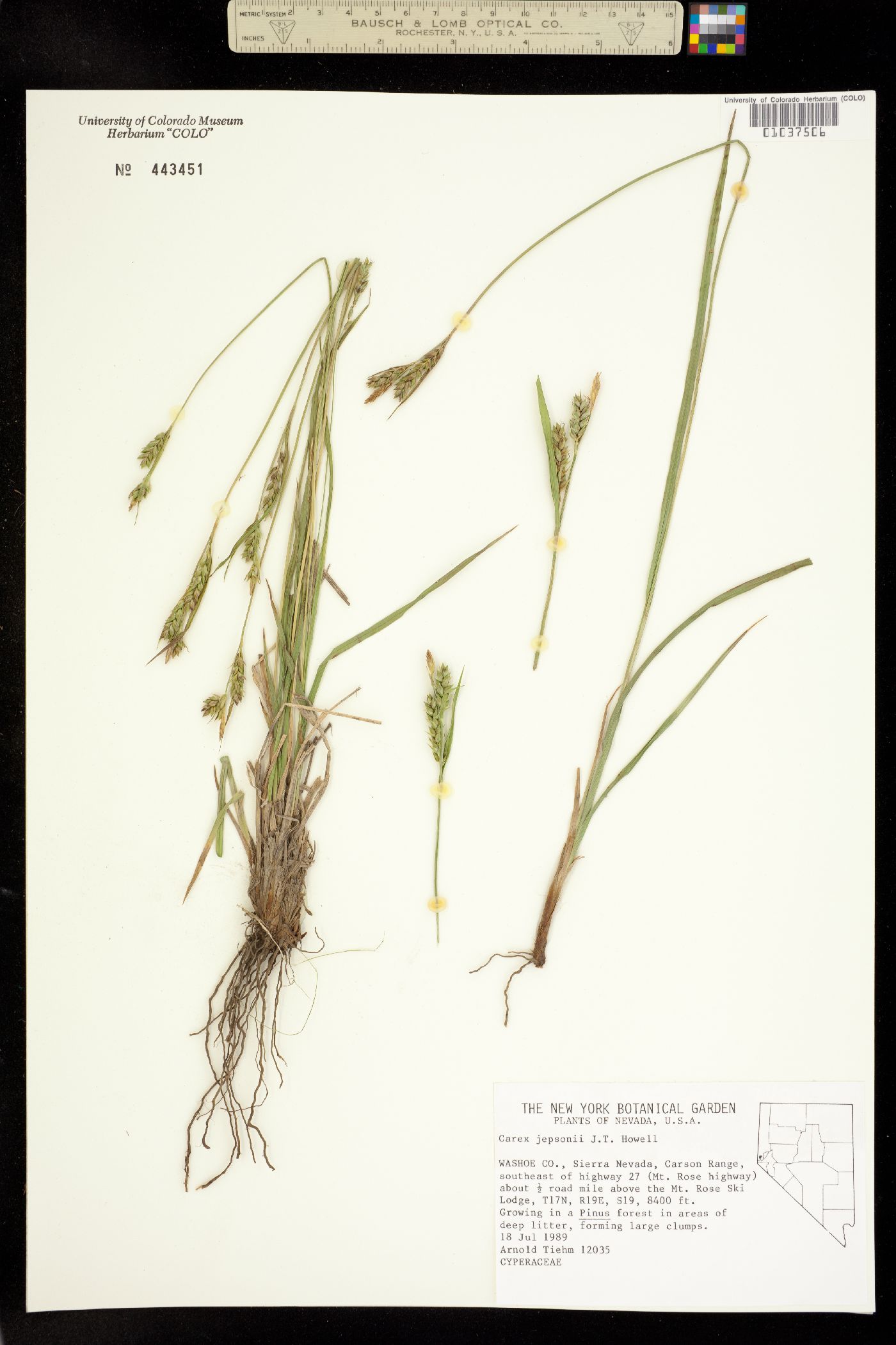 Carex whitneyi image