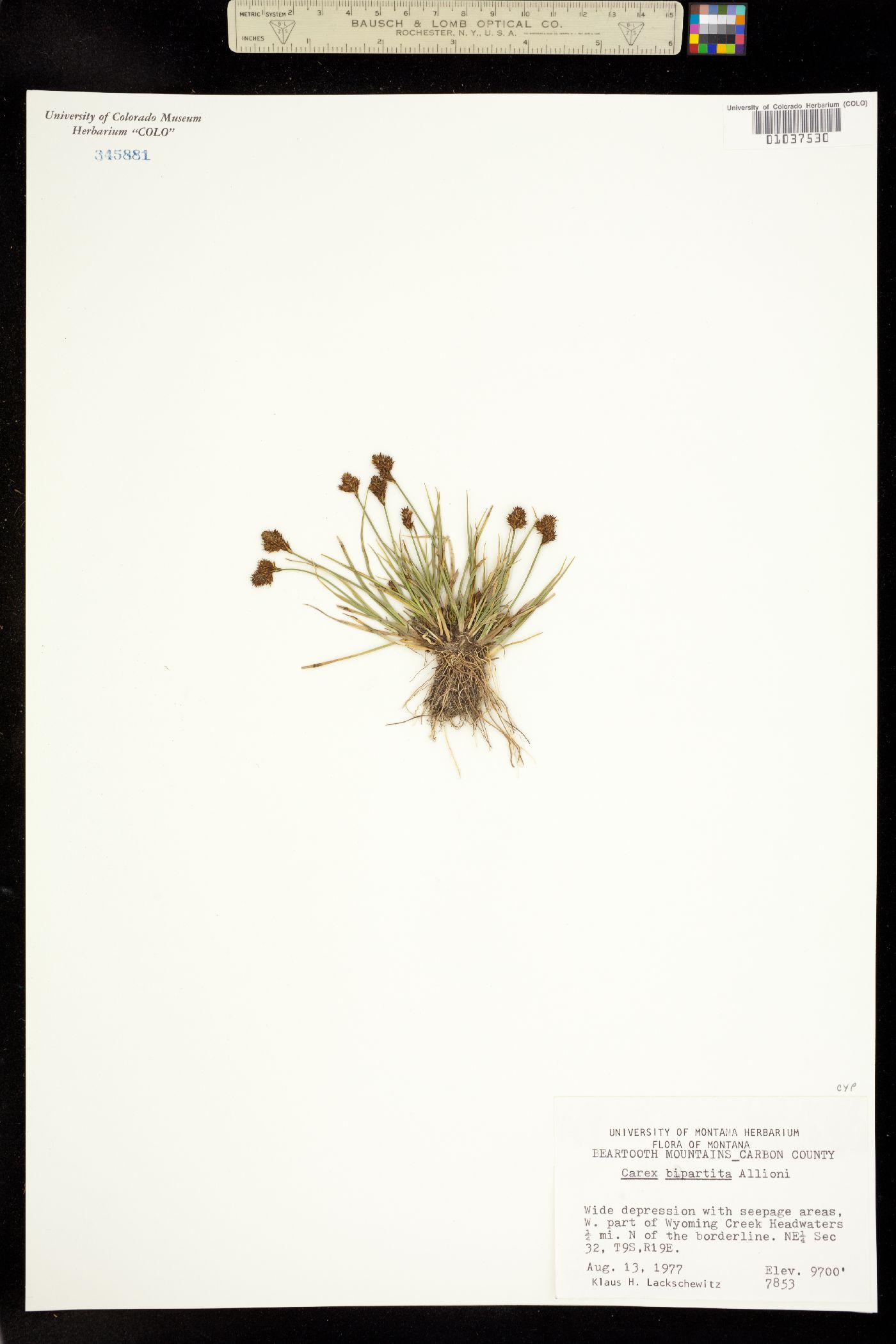 Carex lachenalii image