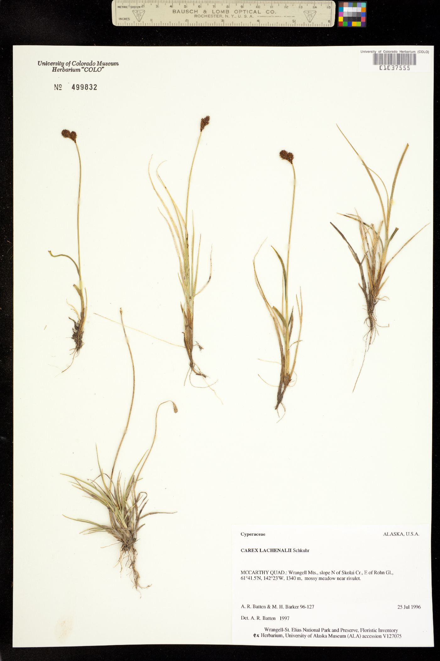 Carex lachenalii image