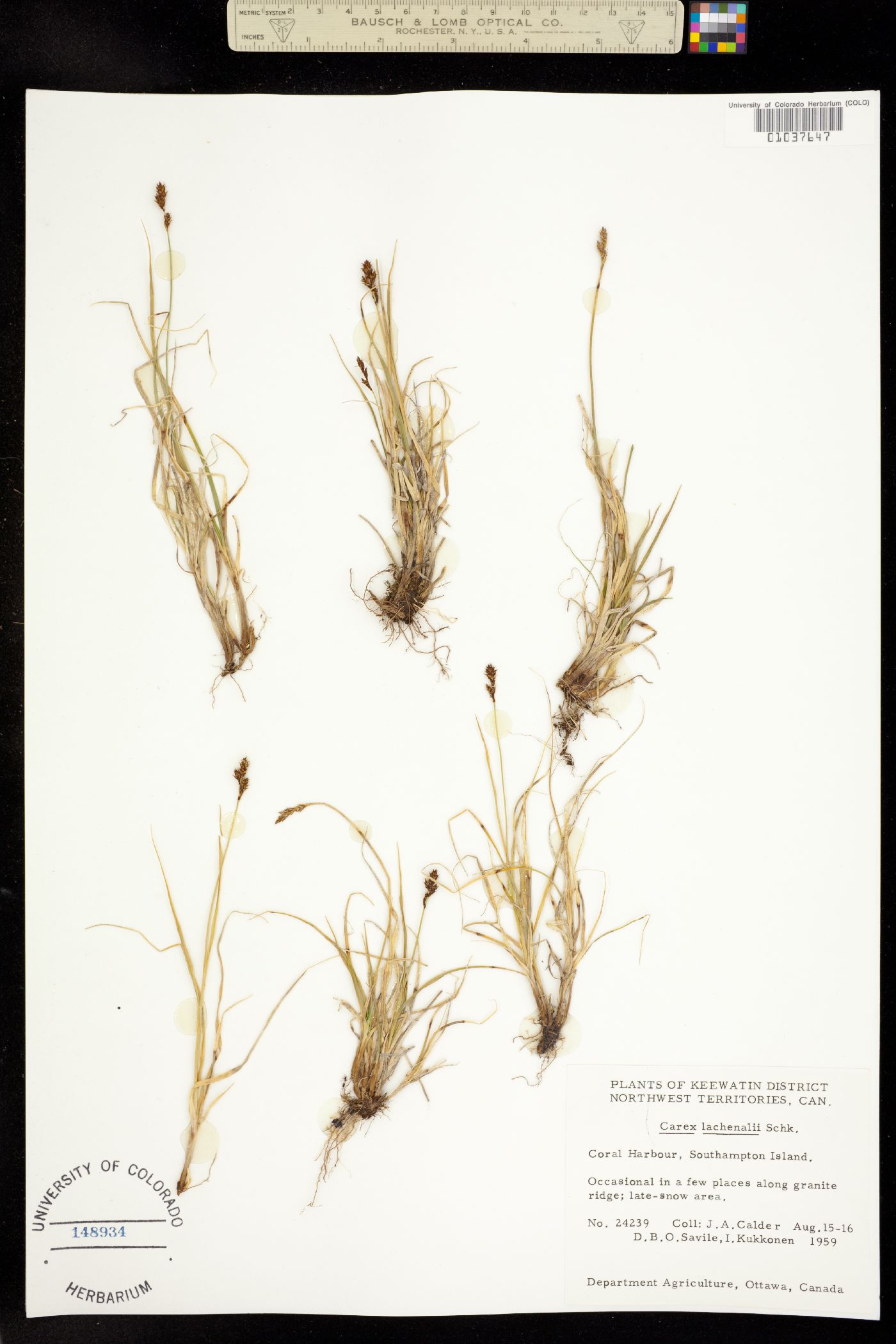 Carex lachenalii image