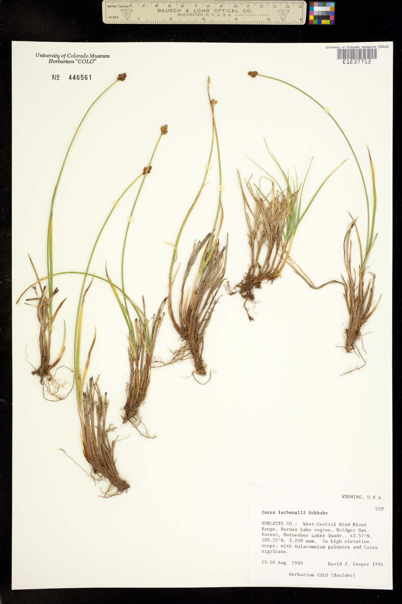 Carex lachenalii image